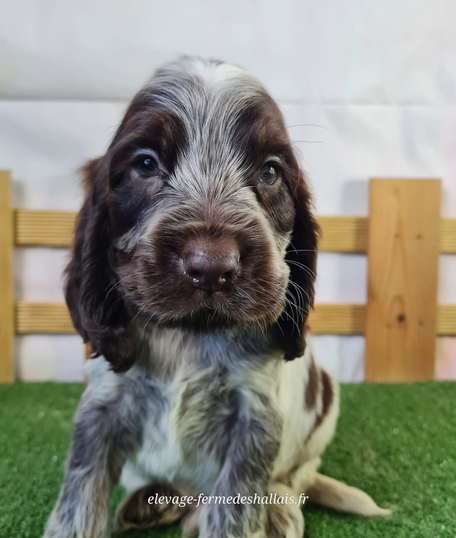 Chiot mâle cocker spaniel anglais