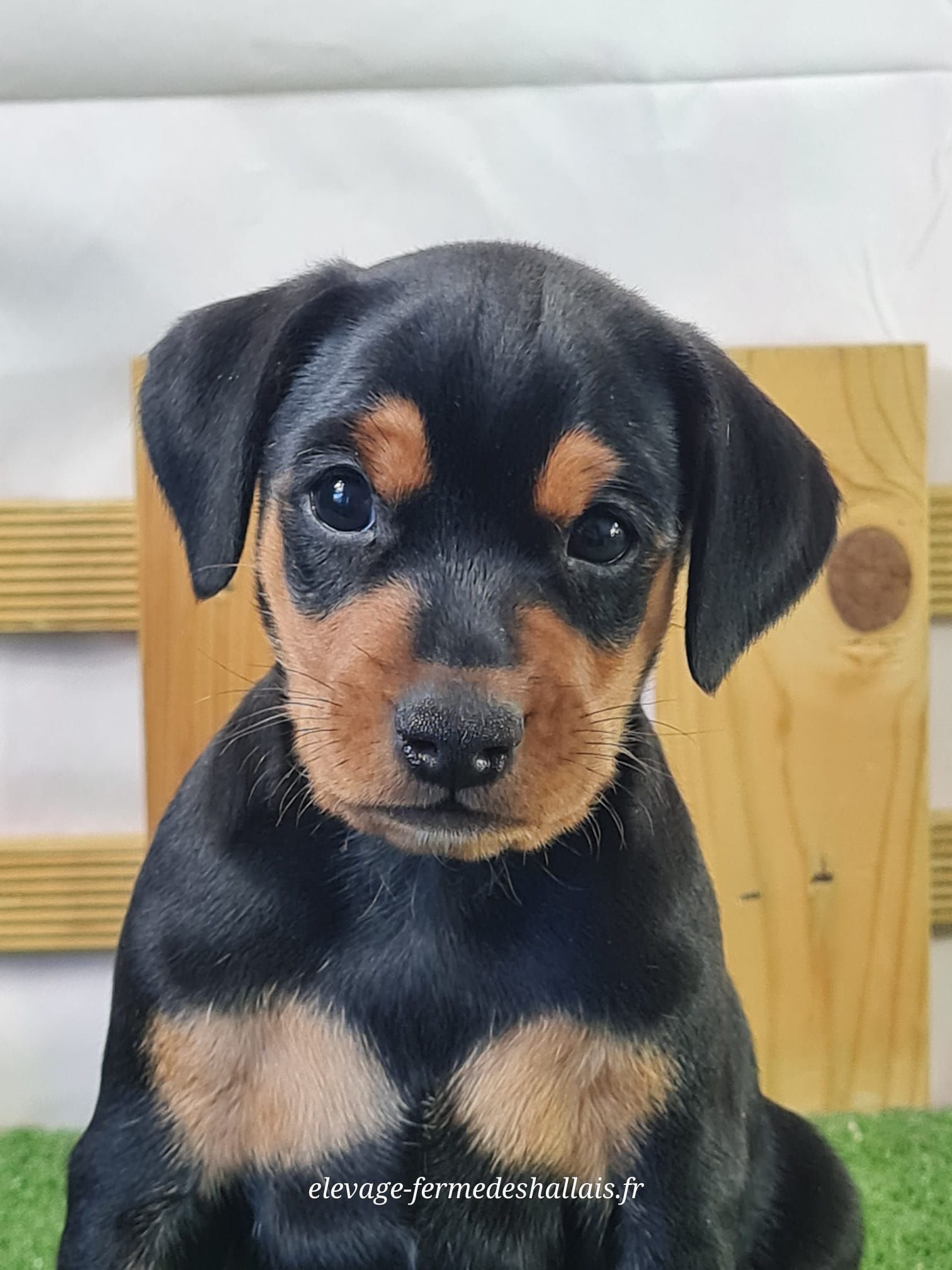 Chiot mâle pinscher nain