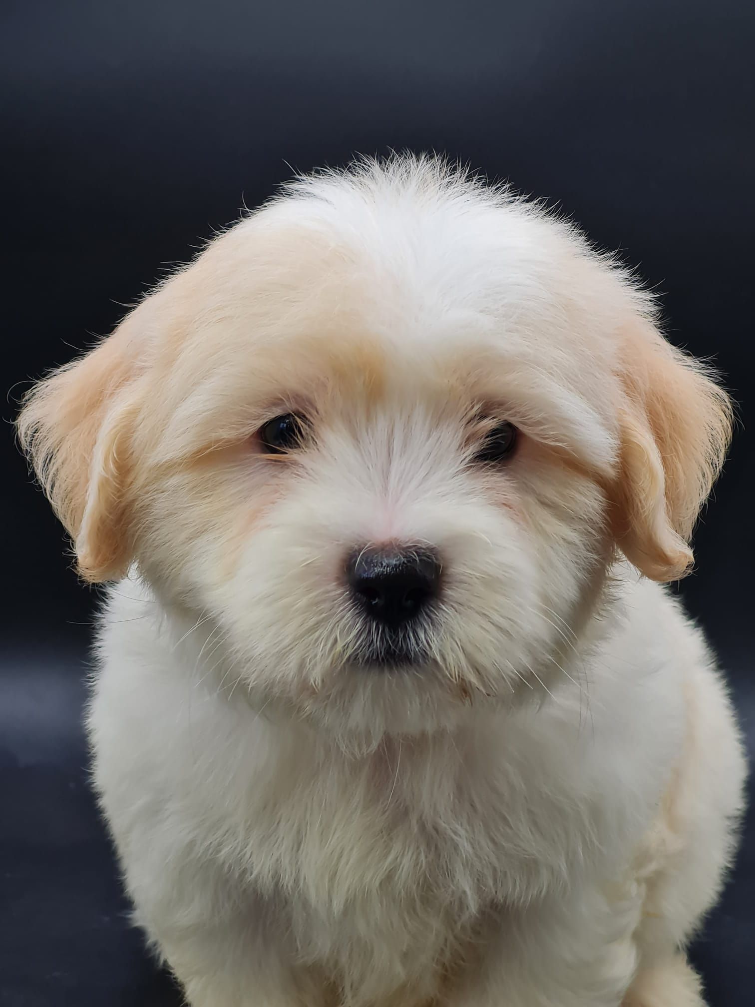Chiot coton de tuléar mâle