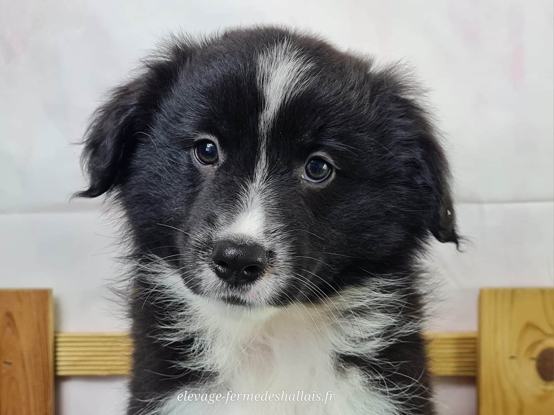 Chiot berger américain miniature mâle noir et blanc