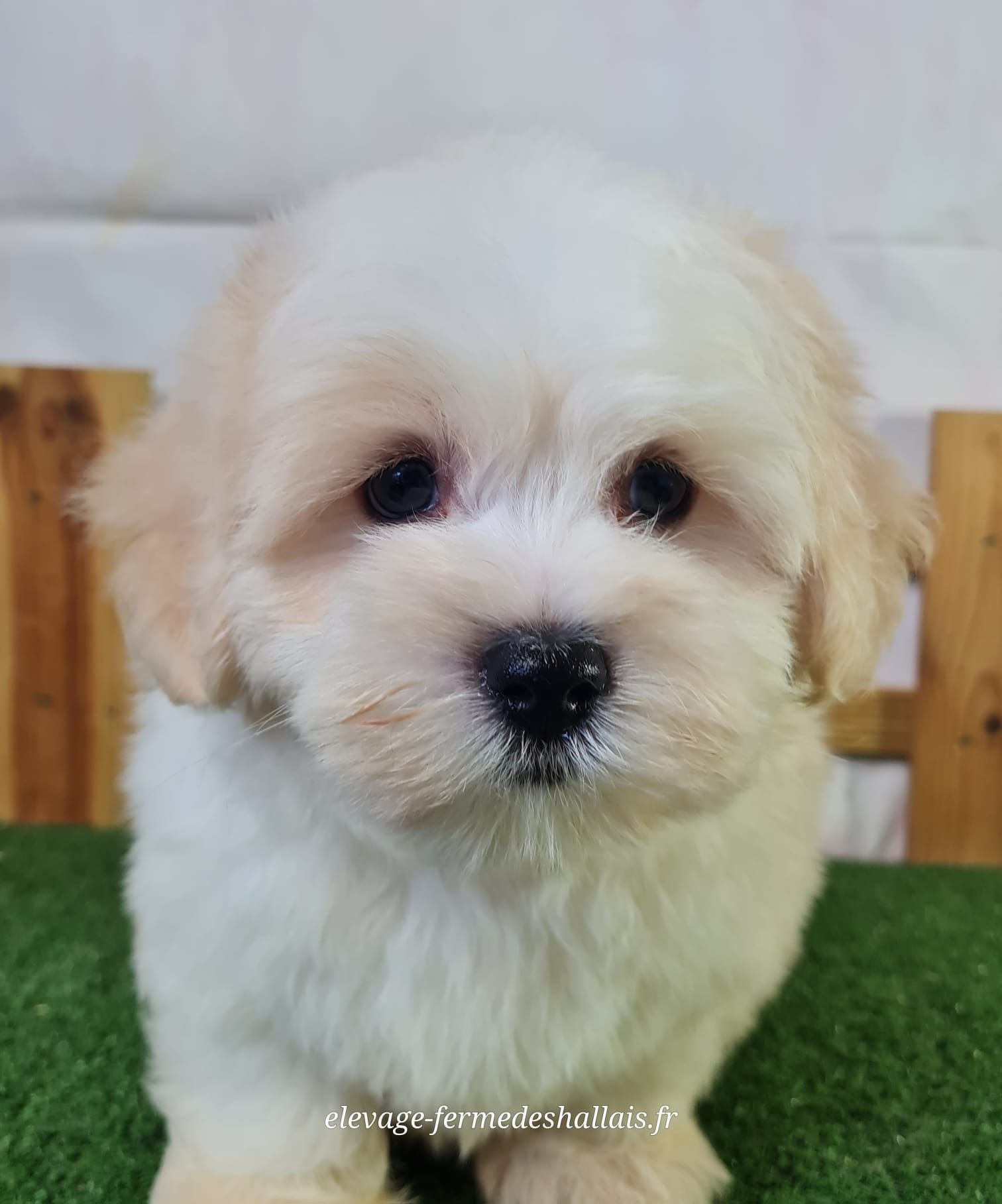 Chiot mâle coton de tuléar