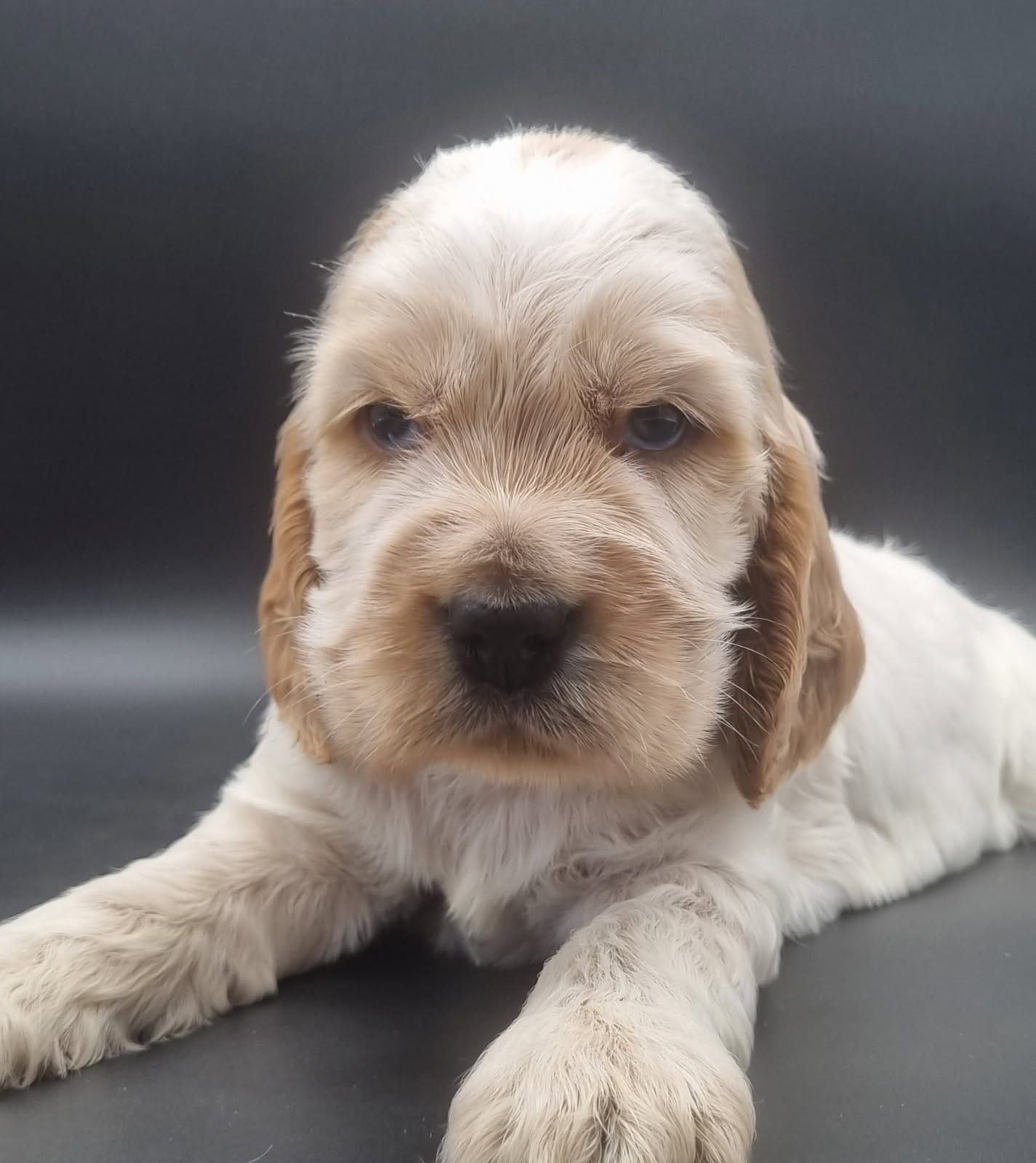 Chiot cocker anglais mâle