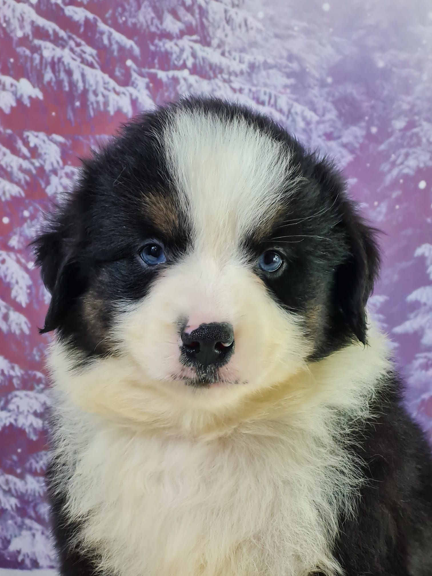 Chiot berger américain miniature noir tricolore mâle