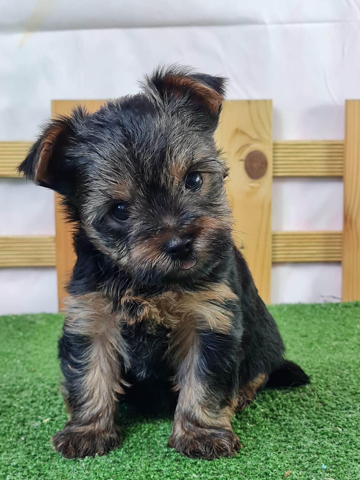 chiot yorkshire assis