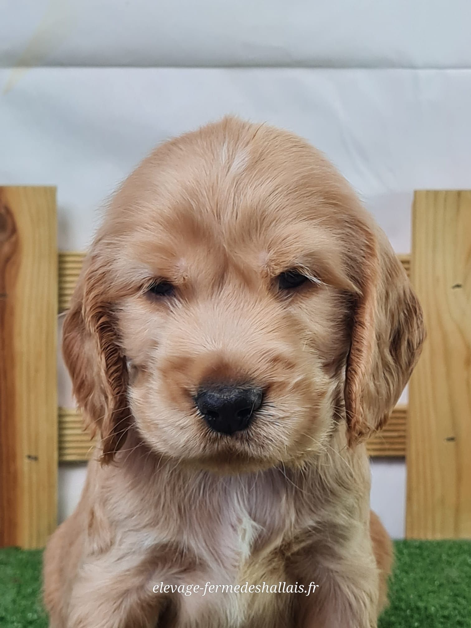 Chiot mâle cocker spaniel anglais