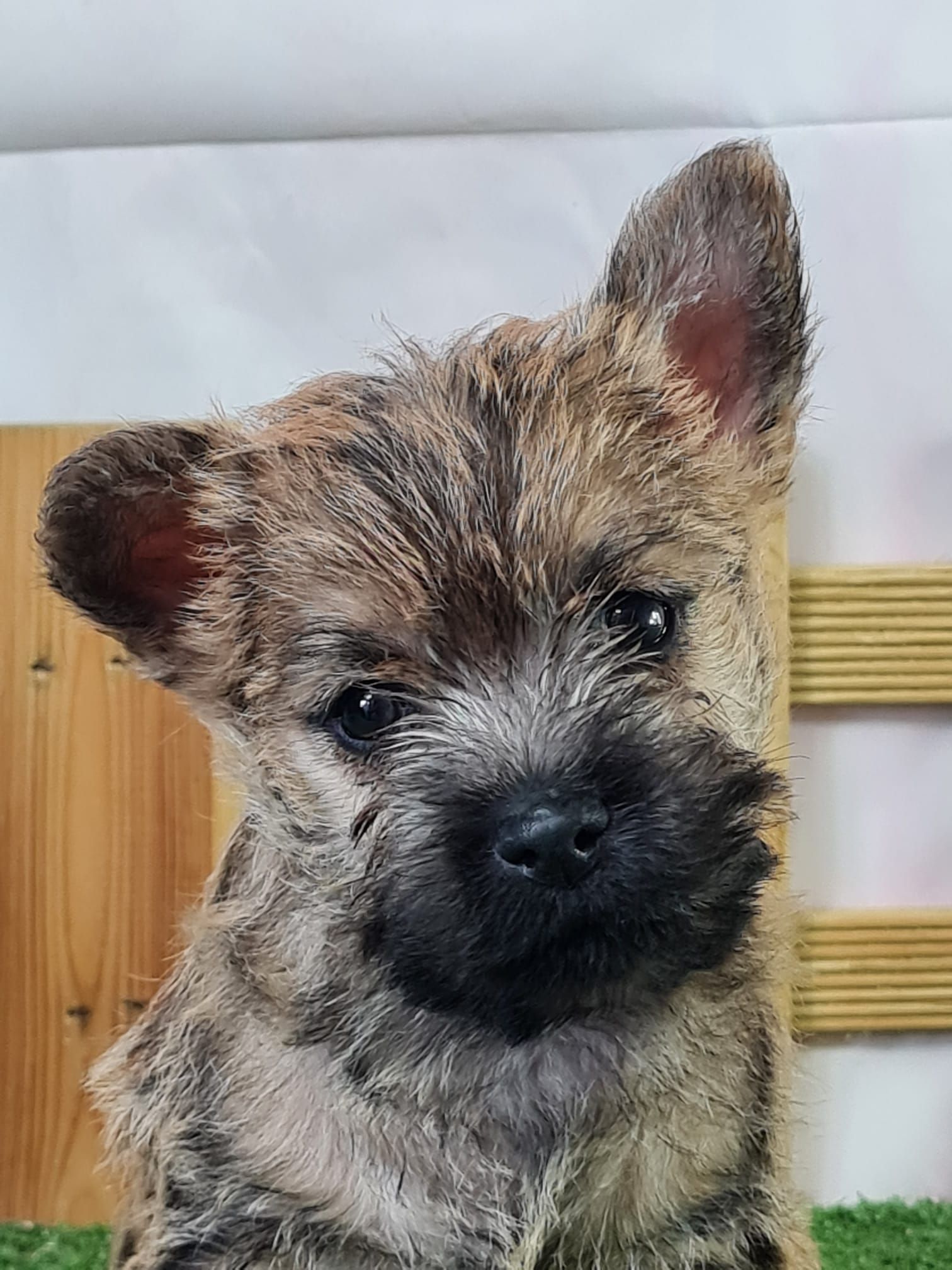 Chiot cairn terrier mâle