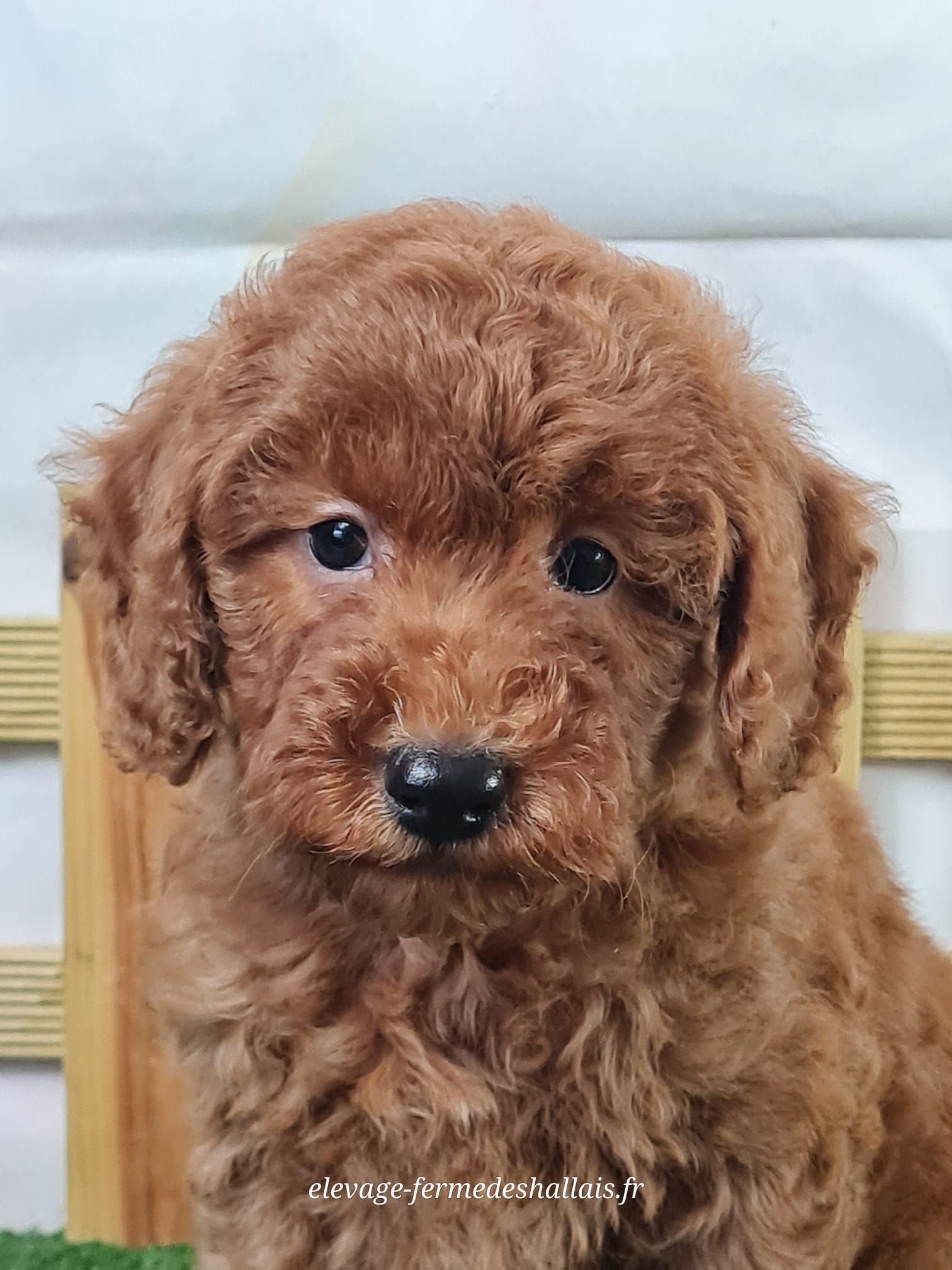 Chiot caniche nain mâle