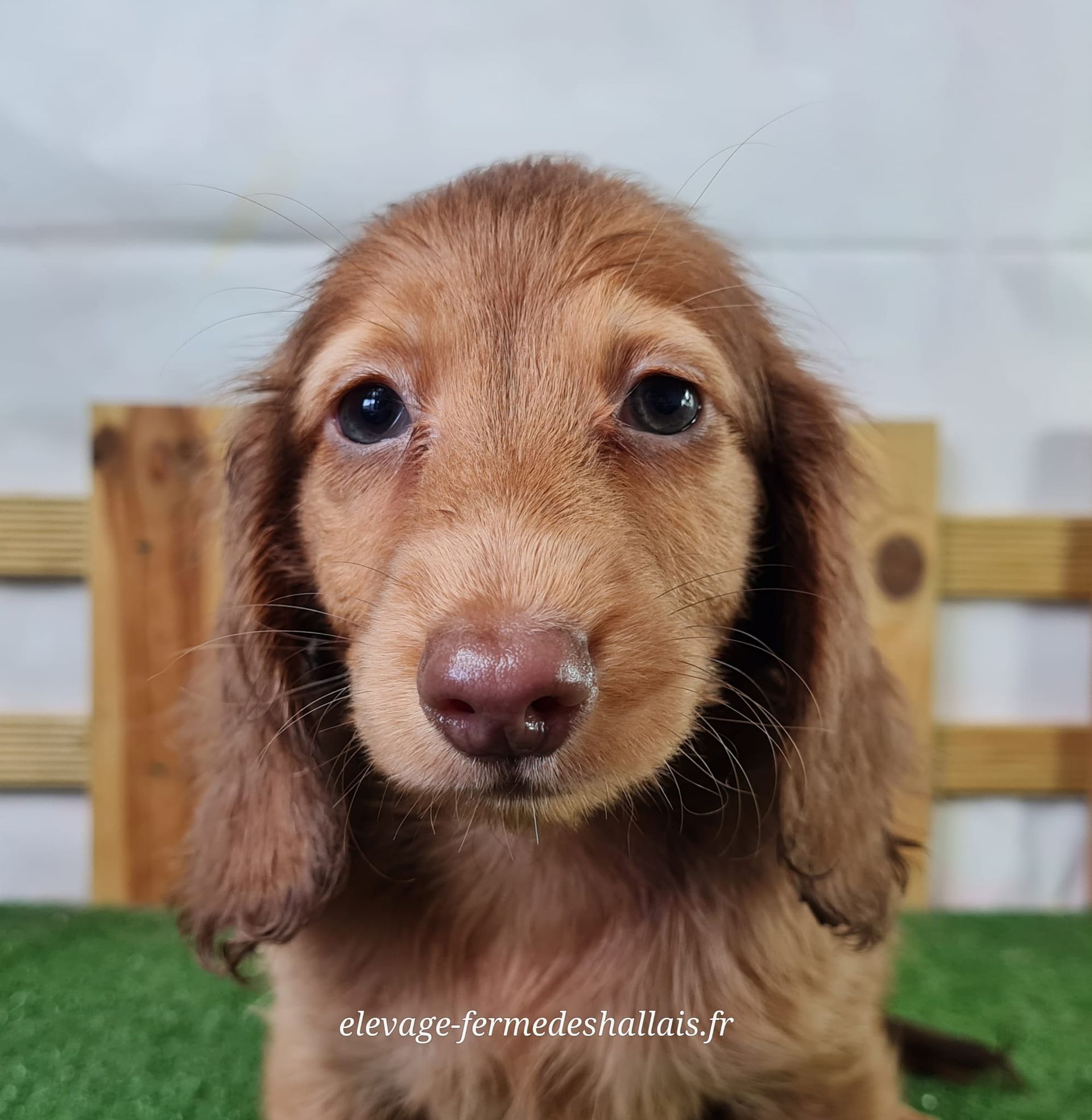 Chiot mâle teckel poil long