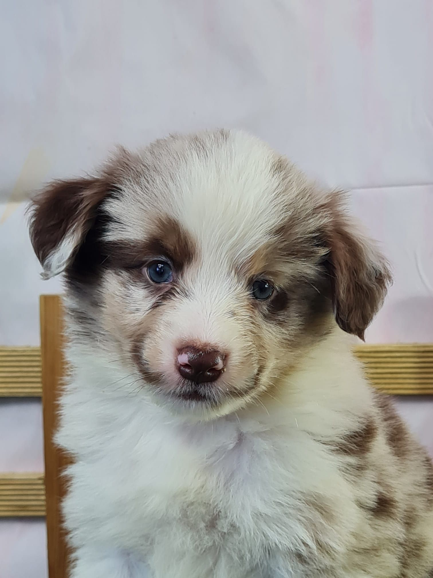 Chiot berger américain rouge merle