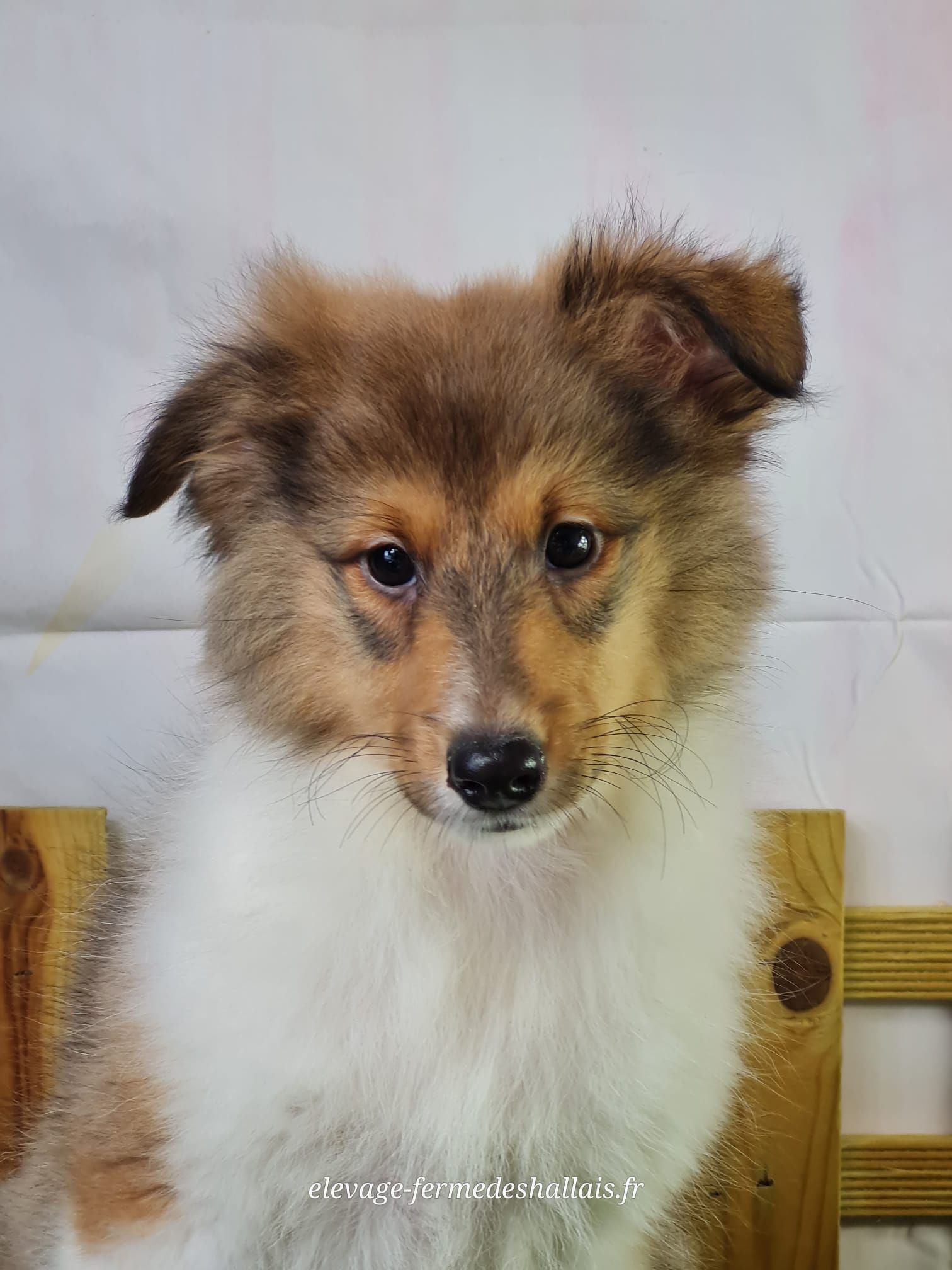 Chiot mâle berger des shetland