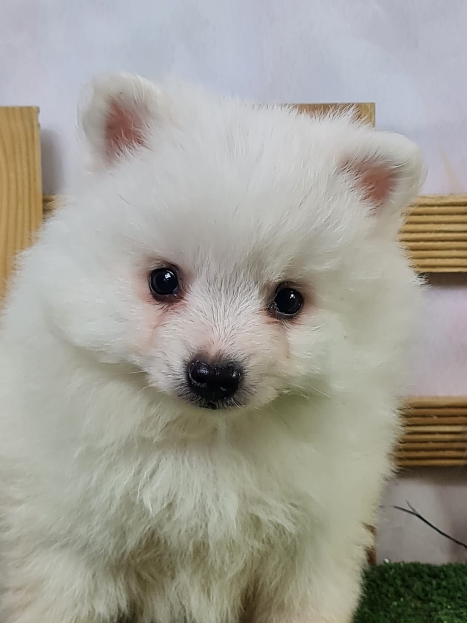 Chiot spitz volpino mâle