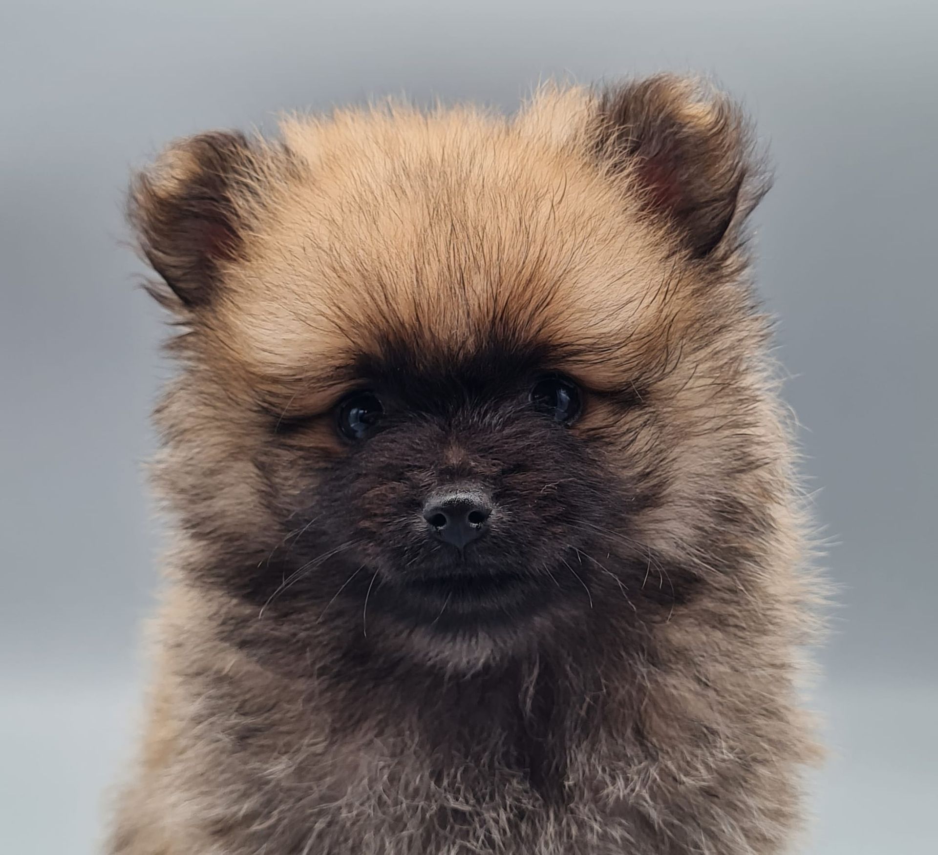 Chiot spitz mâle