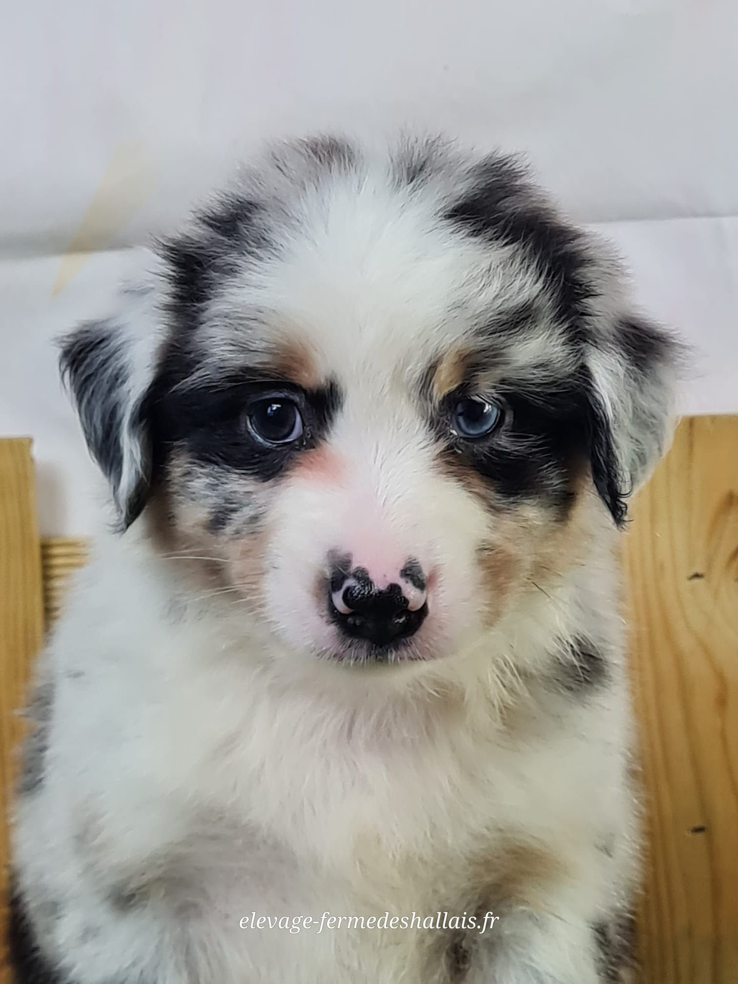 Chiot berger américain miniature mâle