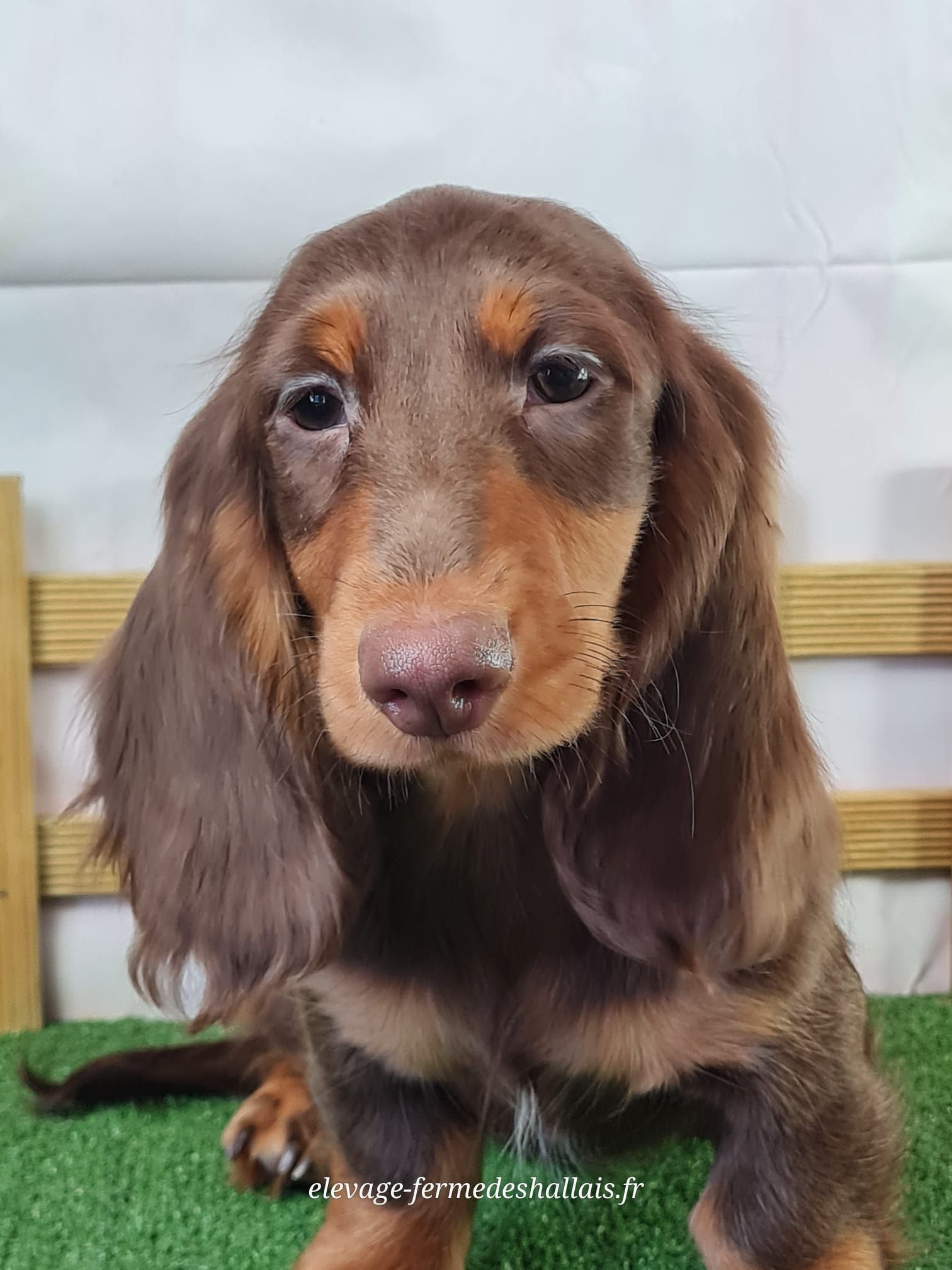 Chiot teckel poil long mâle chocolat et feu