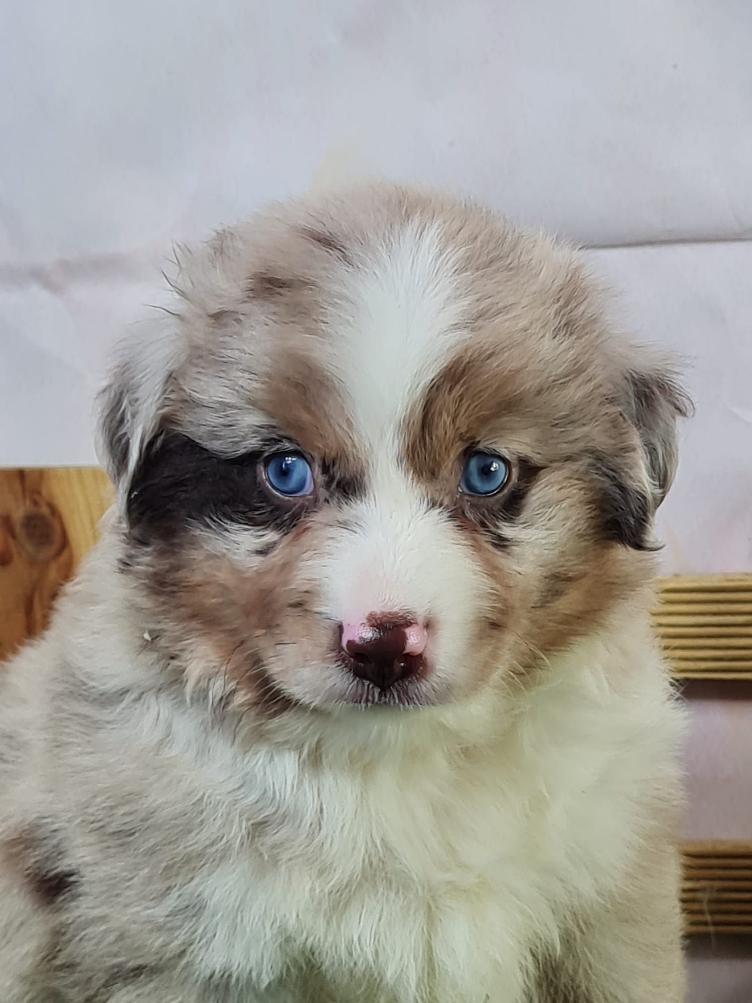 Chiot berger américain miniature mâle rouge merle