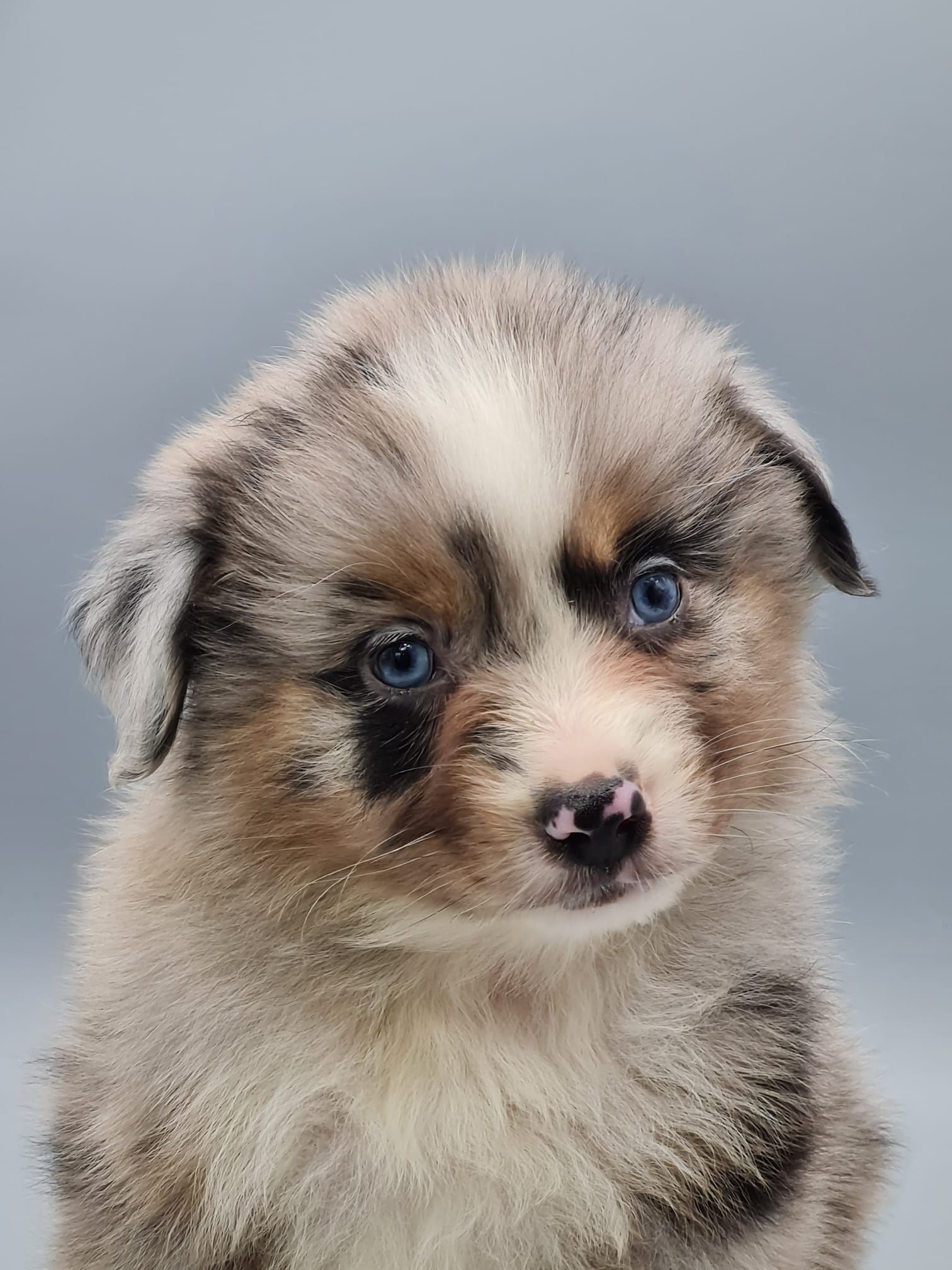 Chiot berger américain mâle