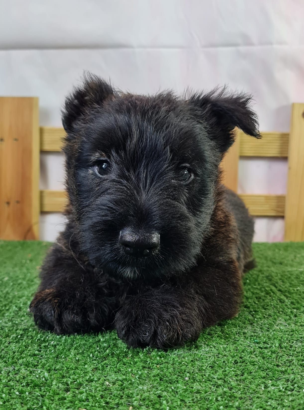 Chiot scottish terrier mâle bringé