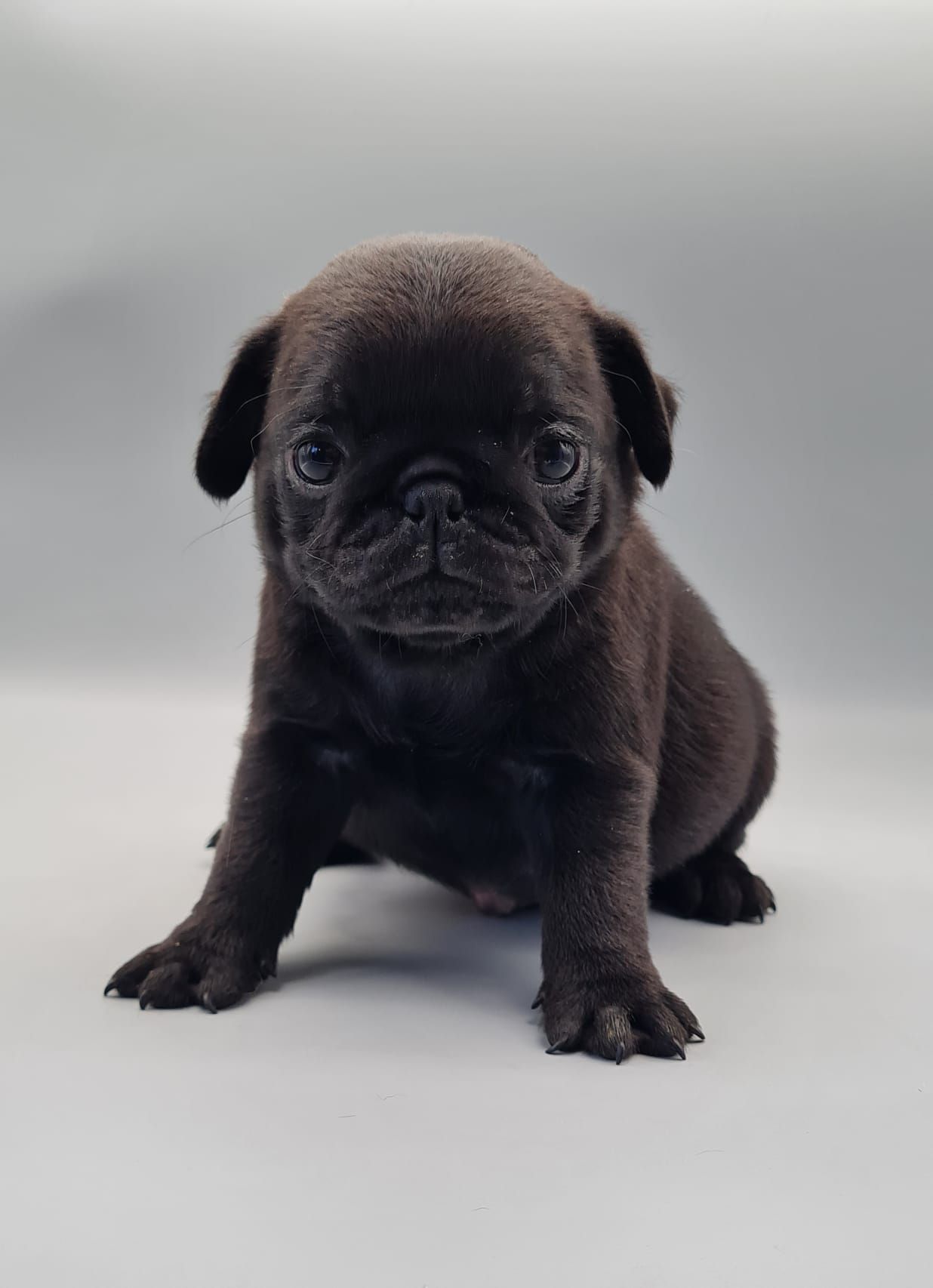 Chiot carlin mâle noir