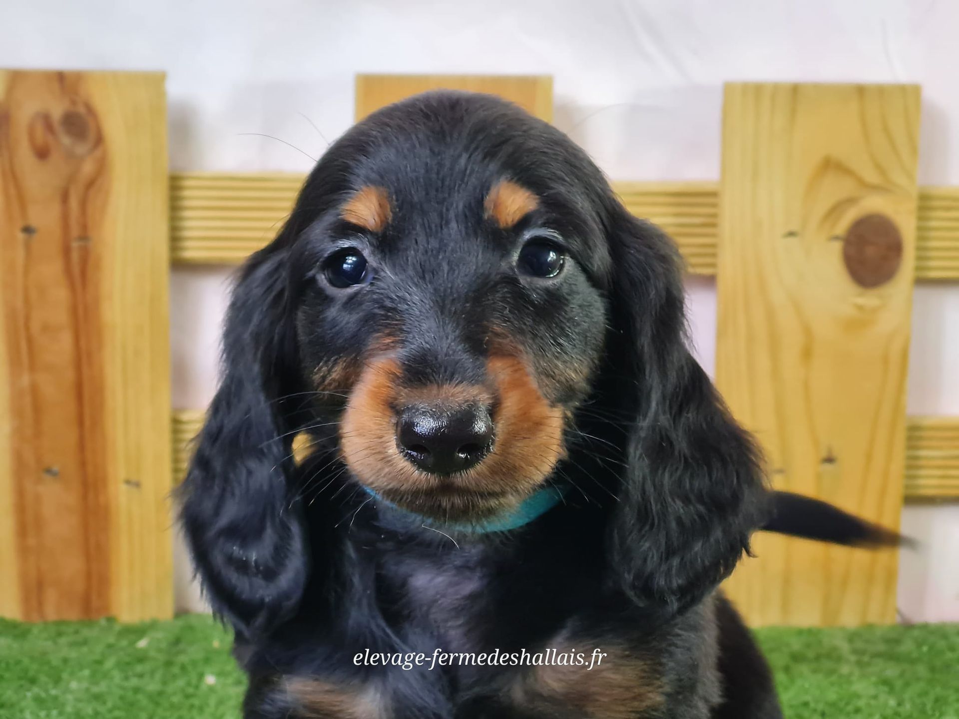 Chiot teckel poil long mâle