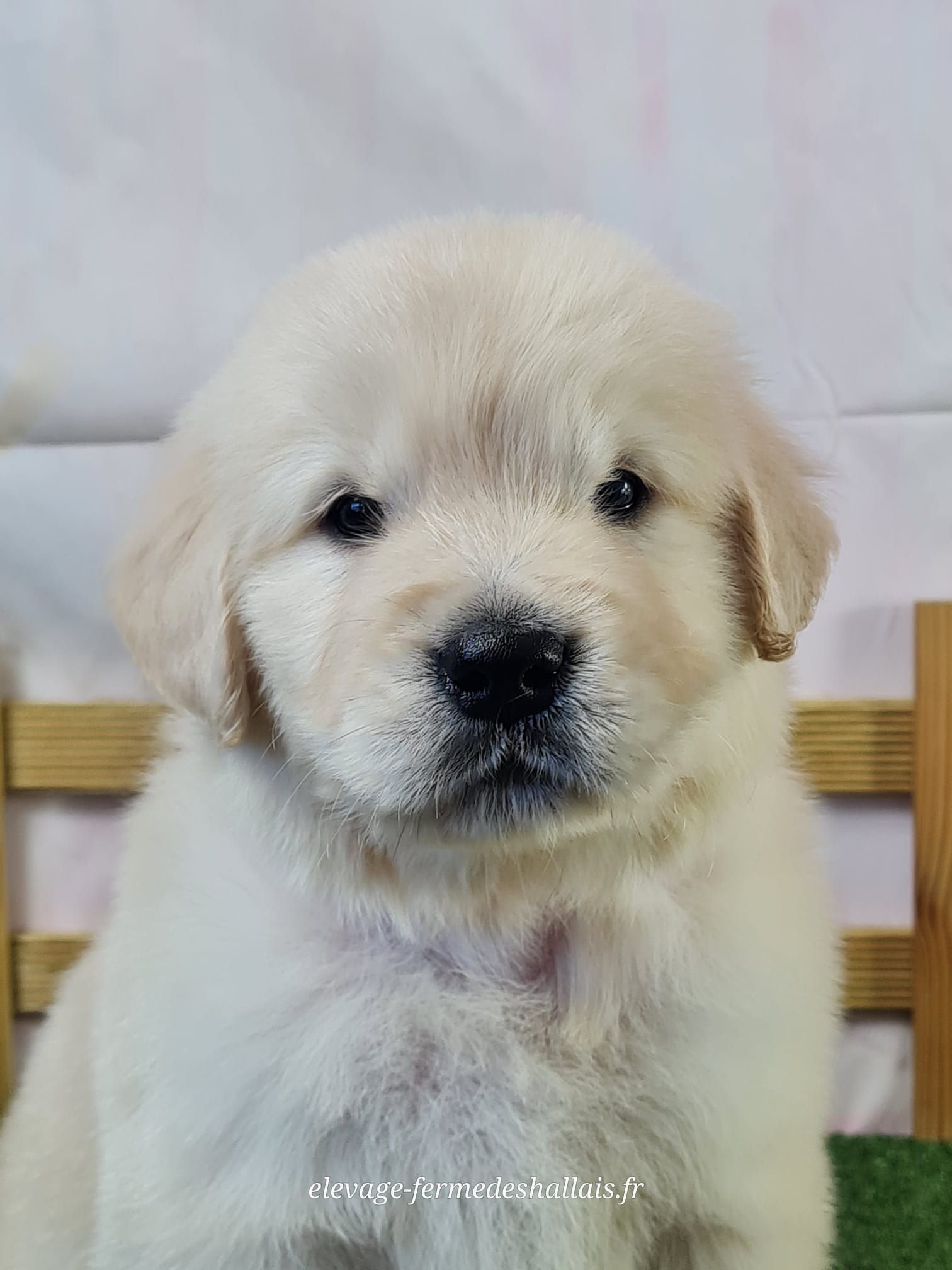 Chiot golden retriever mâle