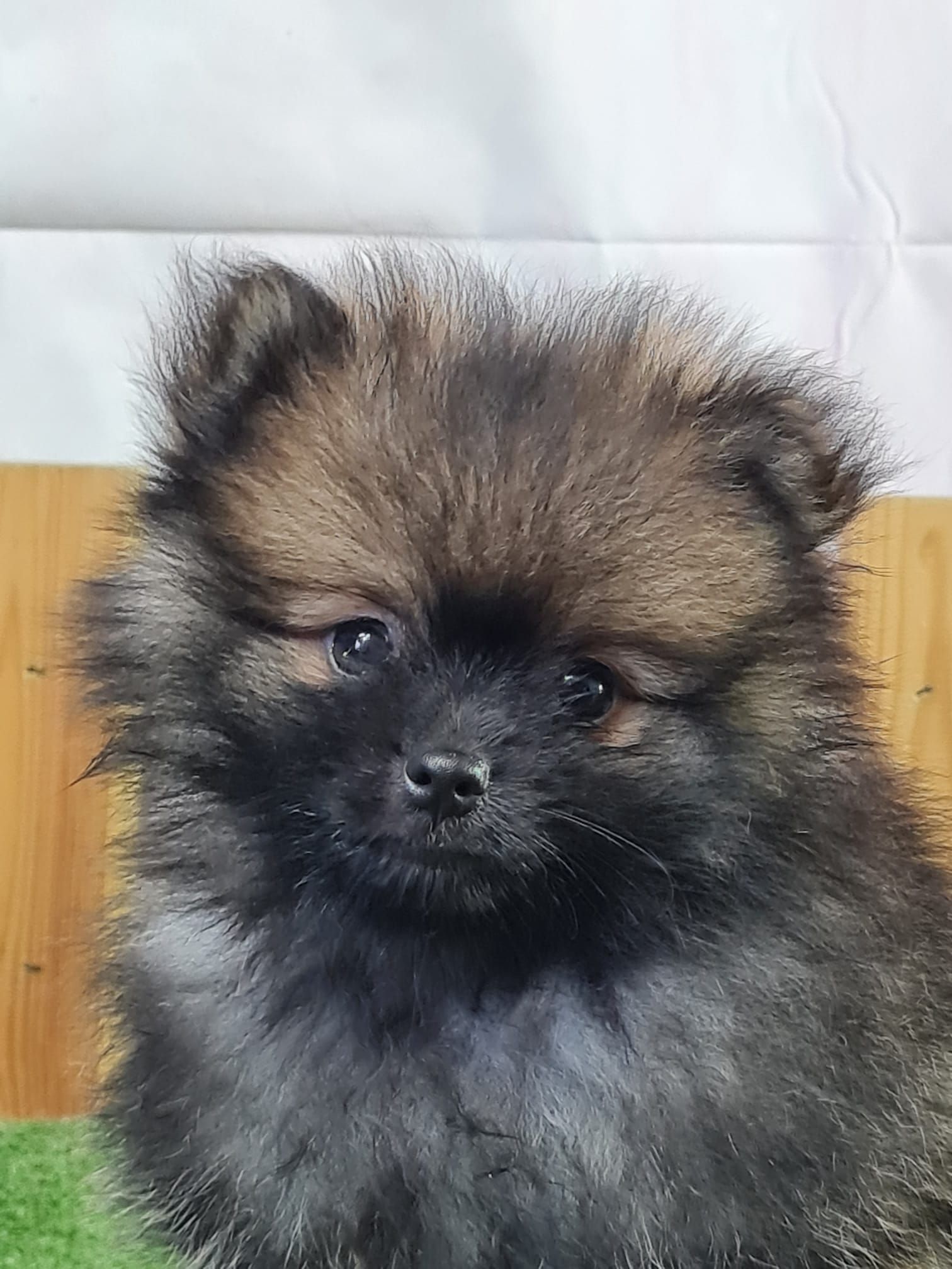 Chiot spitz nain mâle orange charbonné