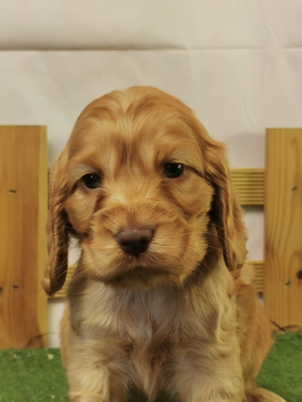Chiot cocker anglais mâle golden