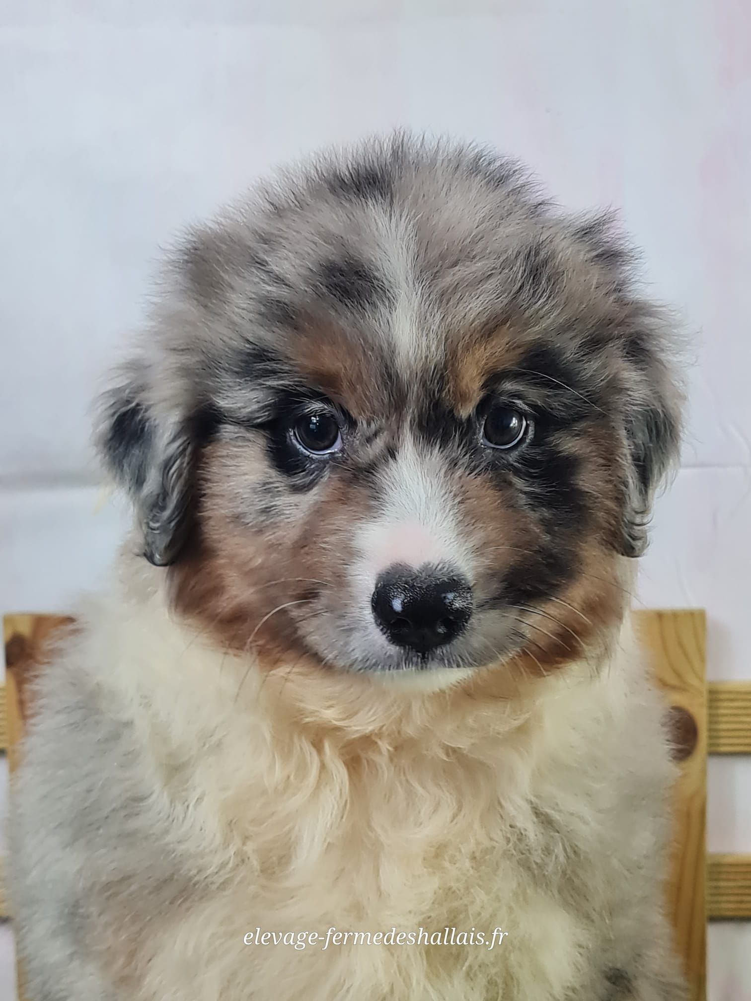 Chiot berger américain miniature bleu merle mâle
