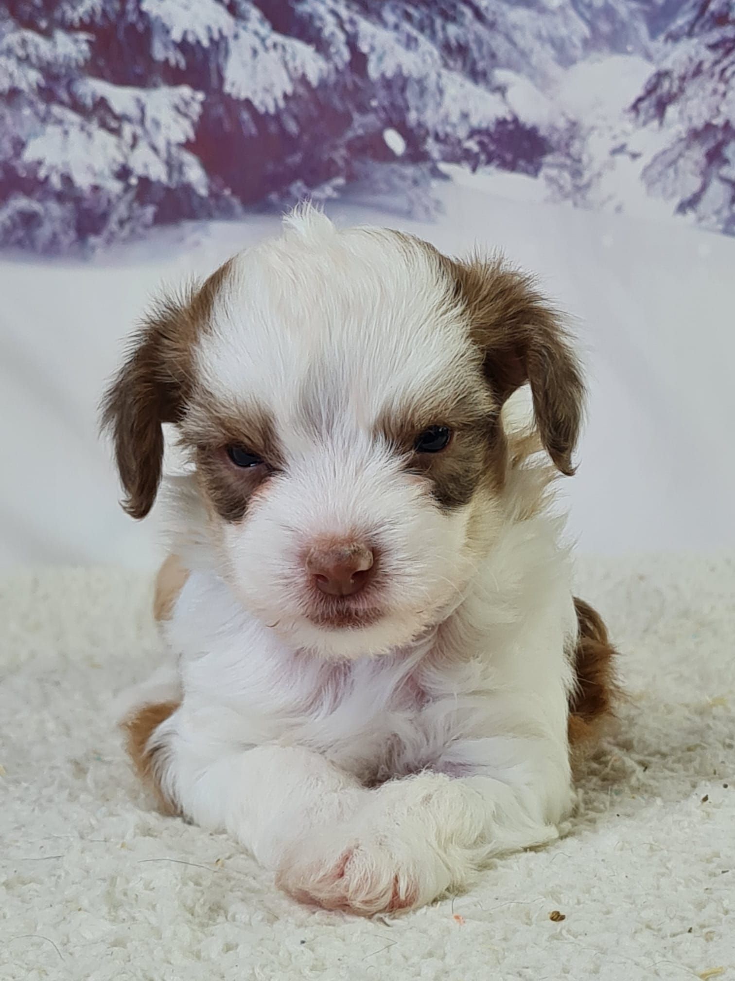 Chiot chinois à crête variété houpette mâle marron et blanc