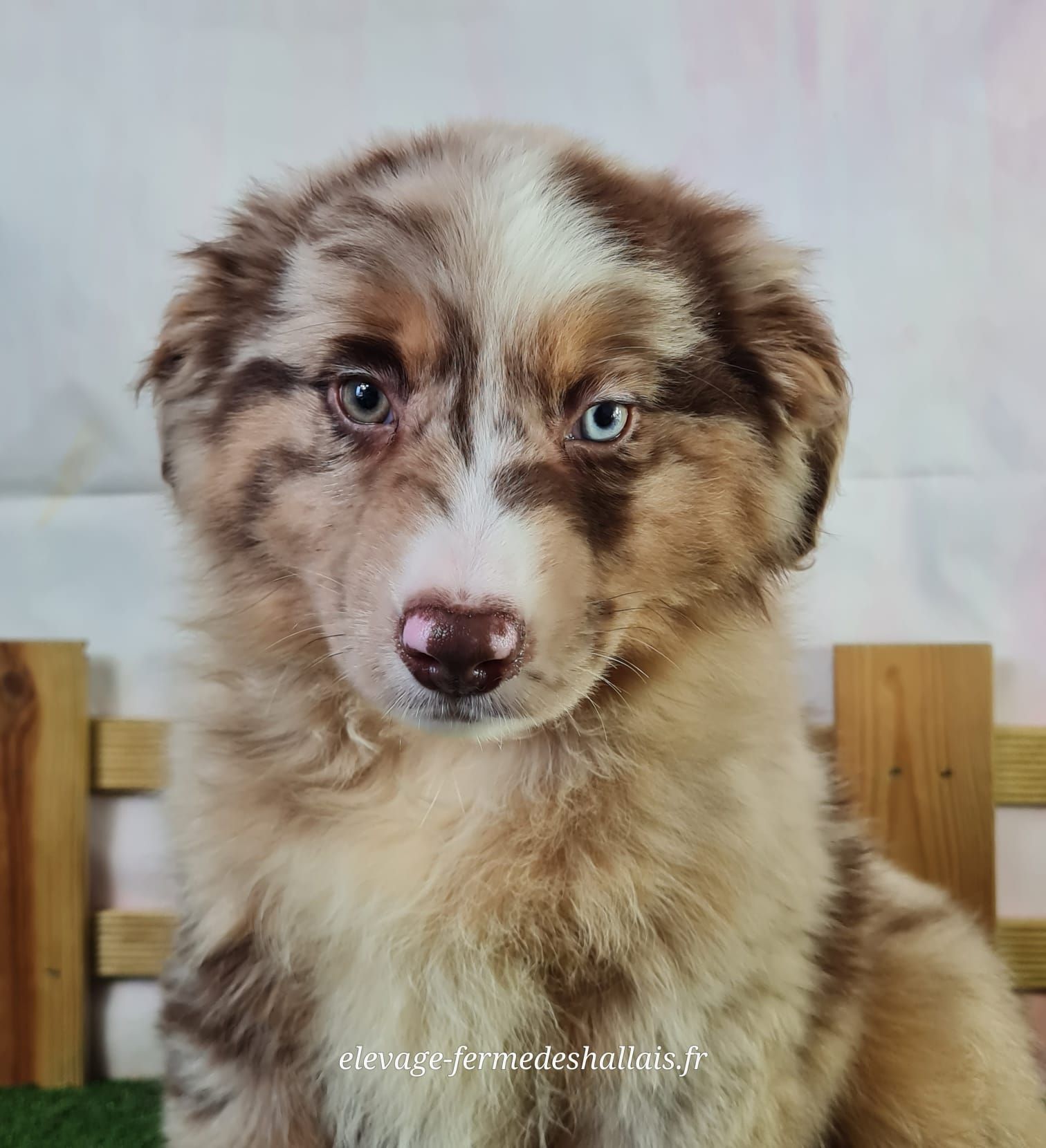 Chiot berger américain miniature mâle rouge merle