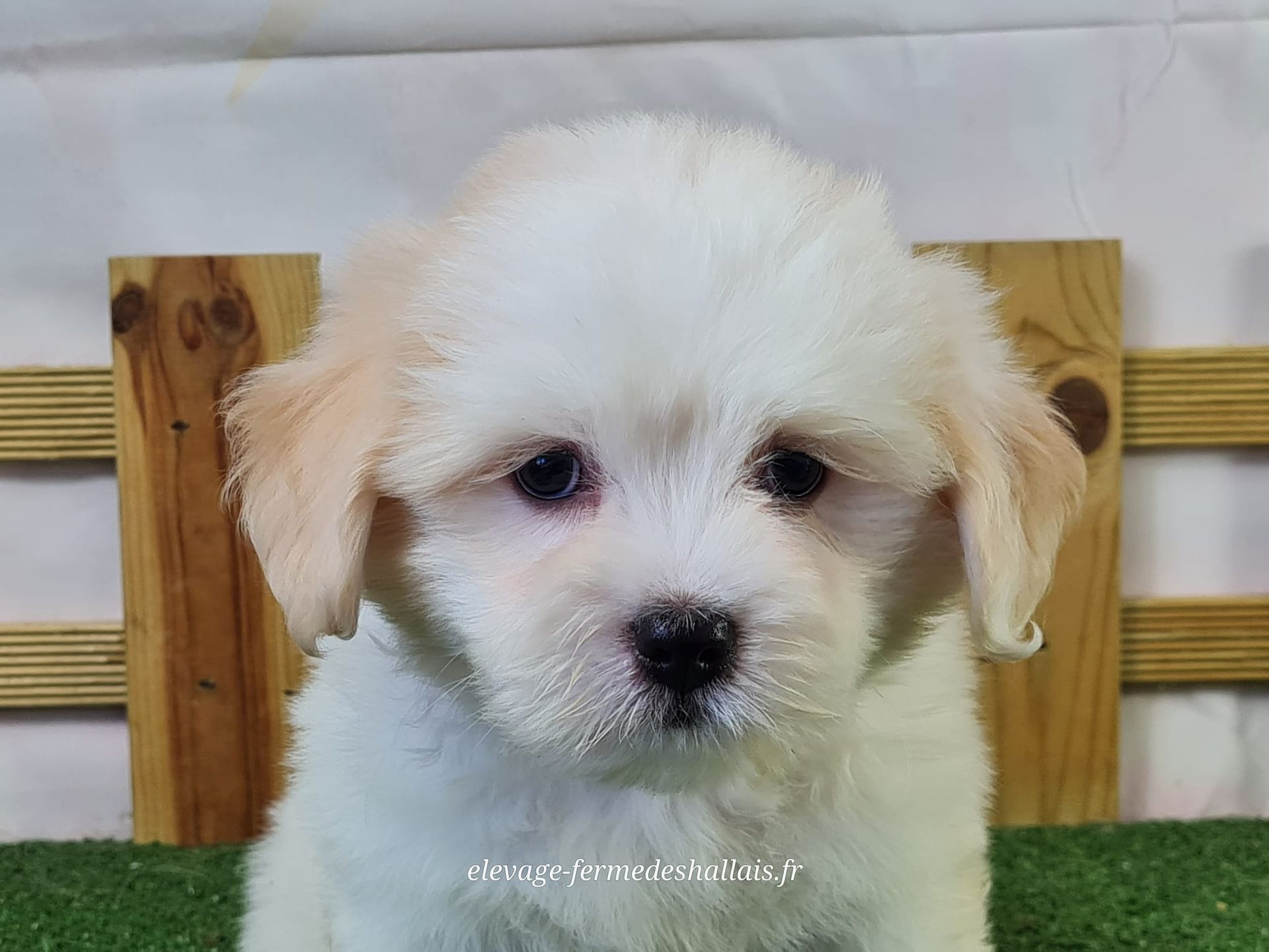 Chiot coton de tuléar mâle