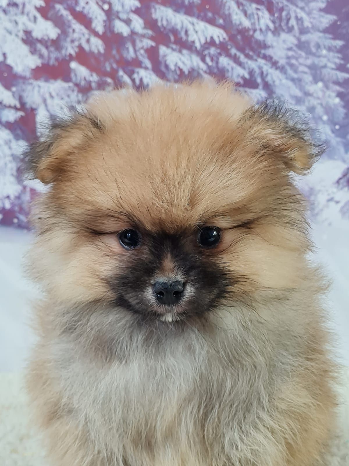 Chiot spitz allemand nain mâle orange charbonné