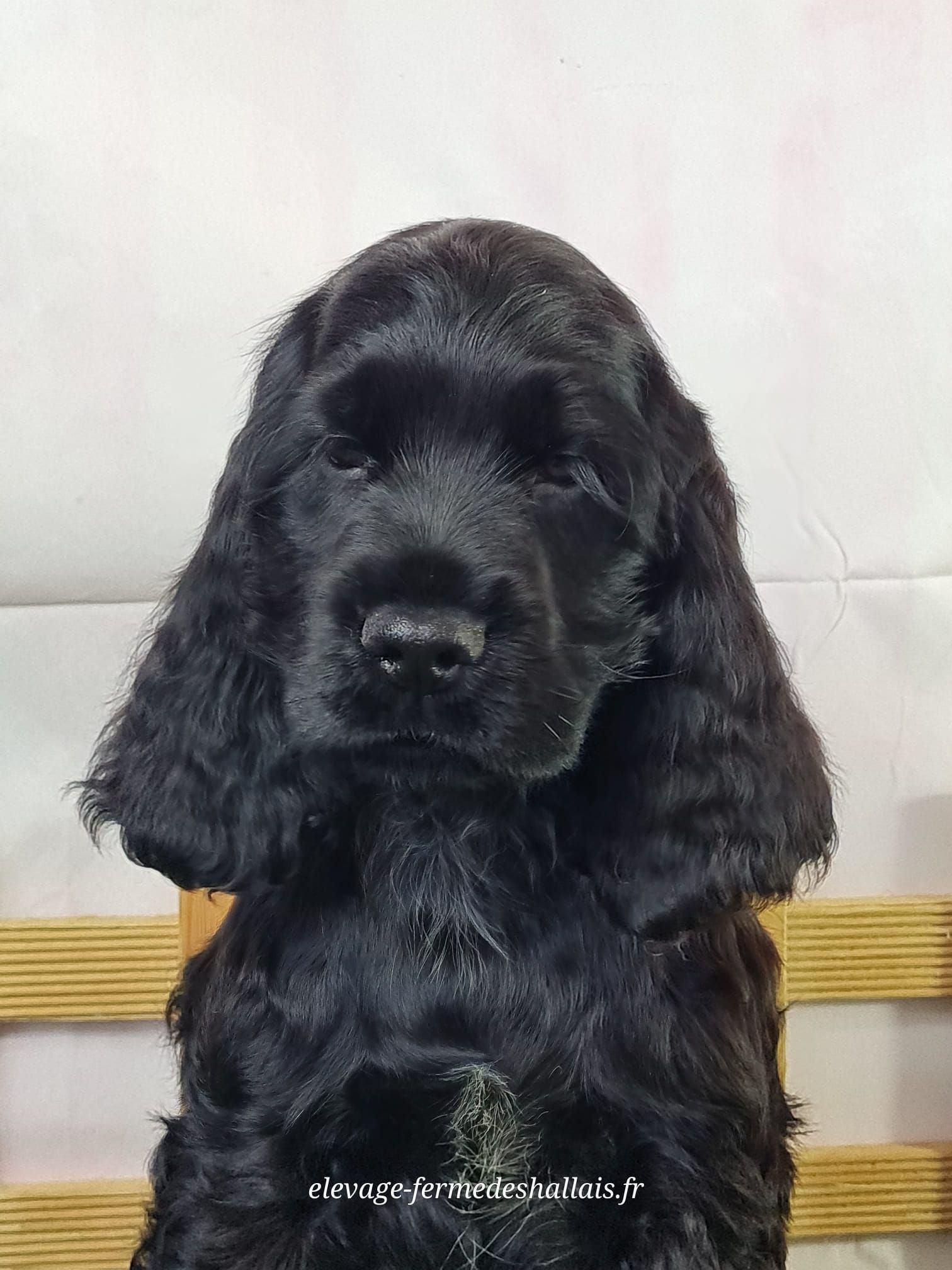 Chiot cocker mâle noir