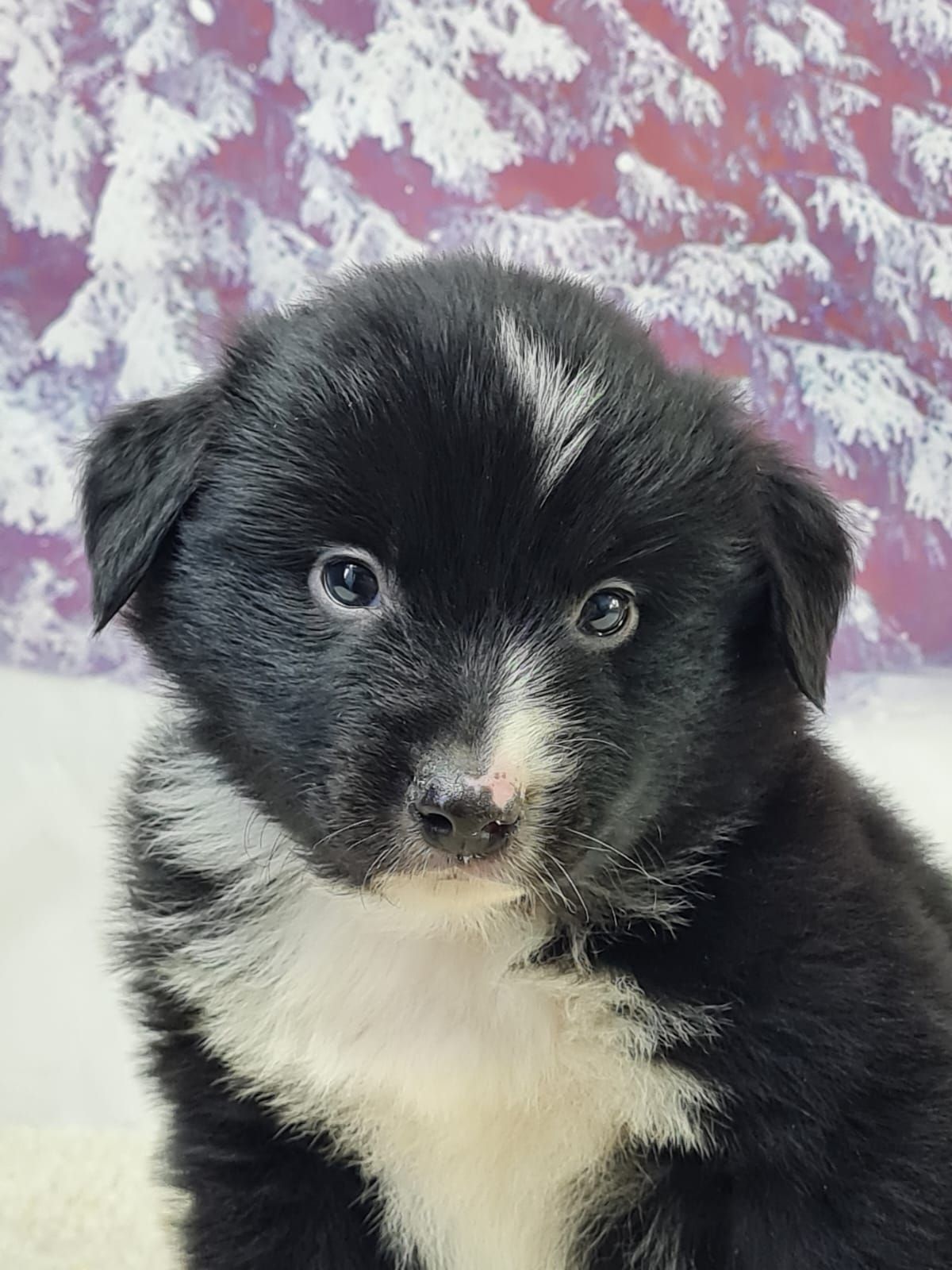 Chiot berger américain miniature mâle noir et blanc aux yeux marron