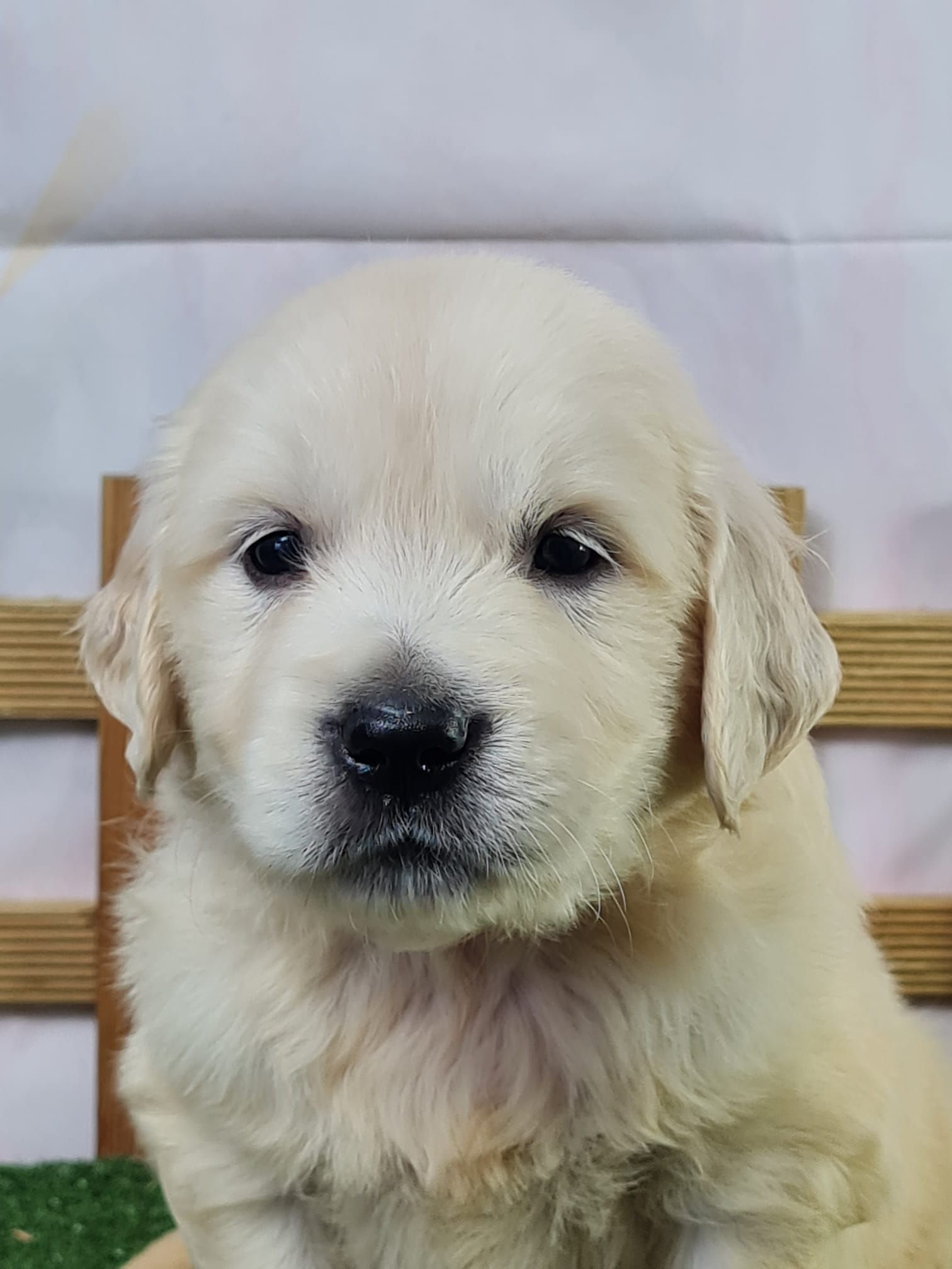 Chiot golden retriever mâle