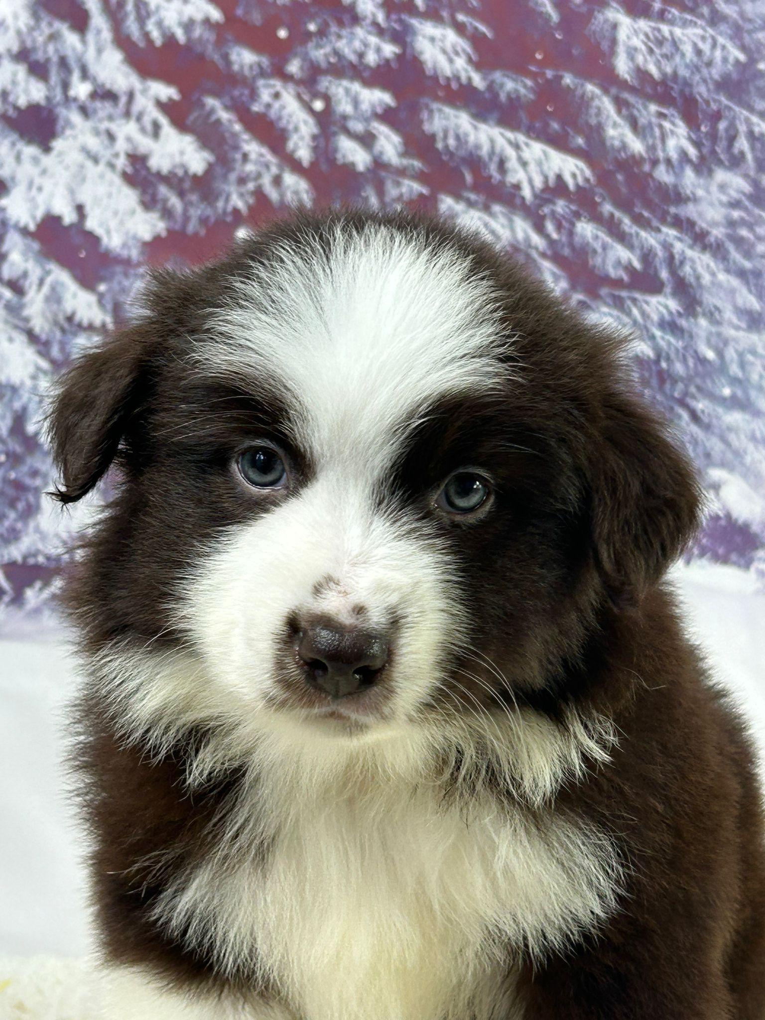 Chiot berger américain miniature mâle rouge et blanc