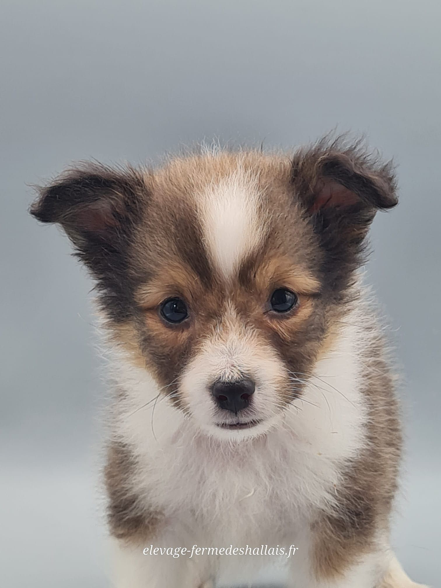 Chiot berger des shetland mâle zibeline