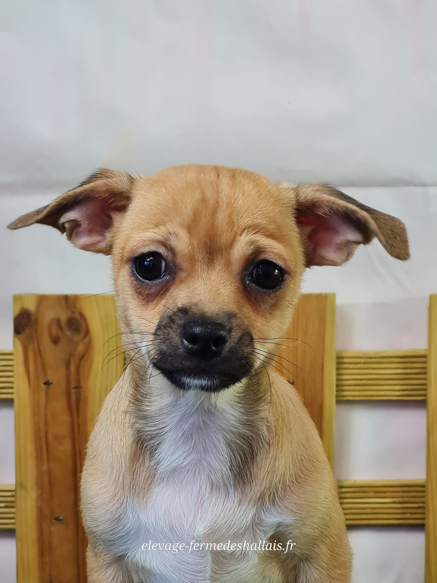 Chiot chihuahua mâle