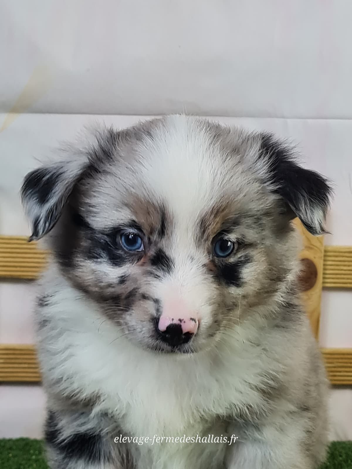 Chiot berger américain miniature bleu merle mâle