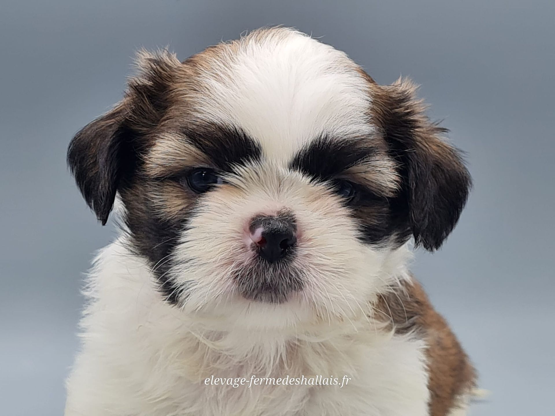 Chiot shih tzu mâle