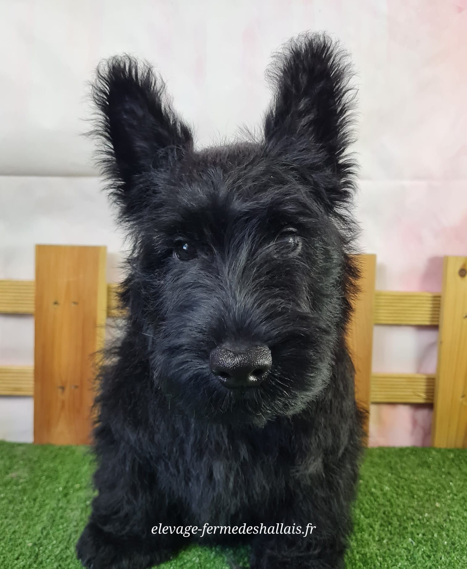Chiot scottish mâle noir