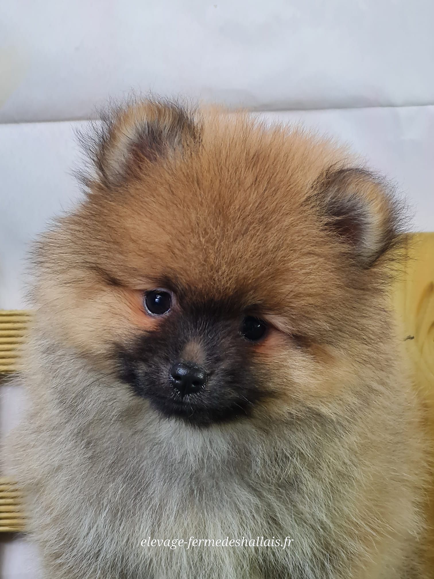 Chiot spitz allemand nain mâle