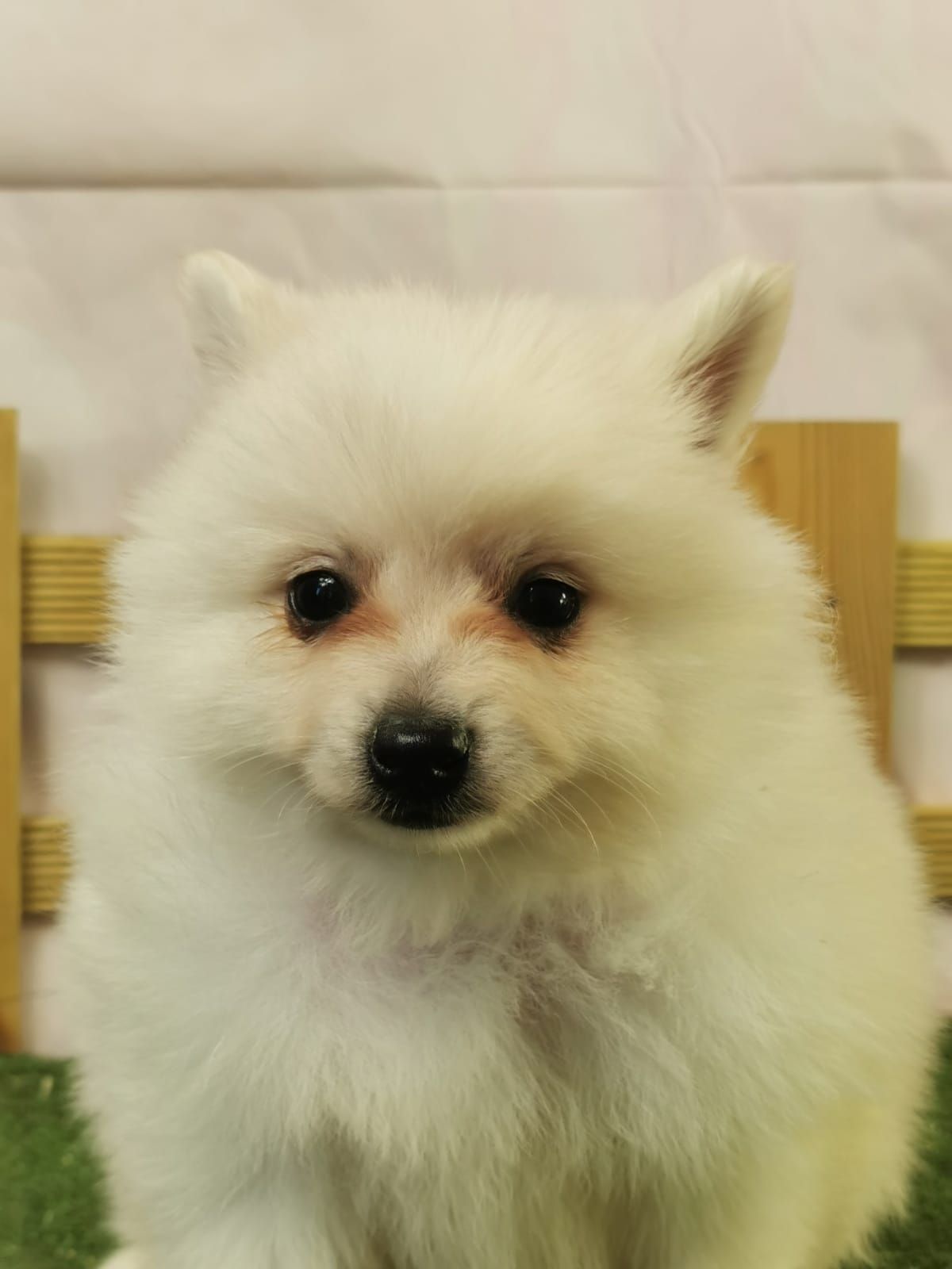 Chiot spitz volpino mâle