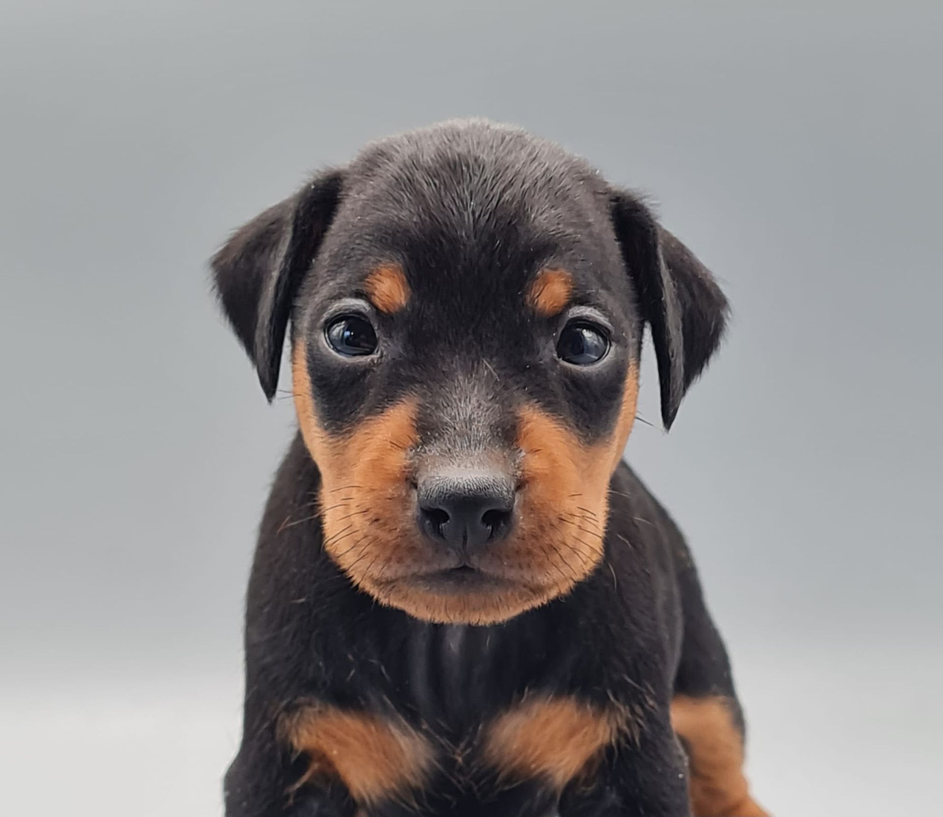 Chiot pinscher nain mâle noir et feu