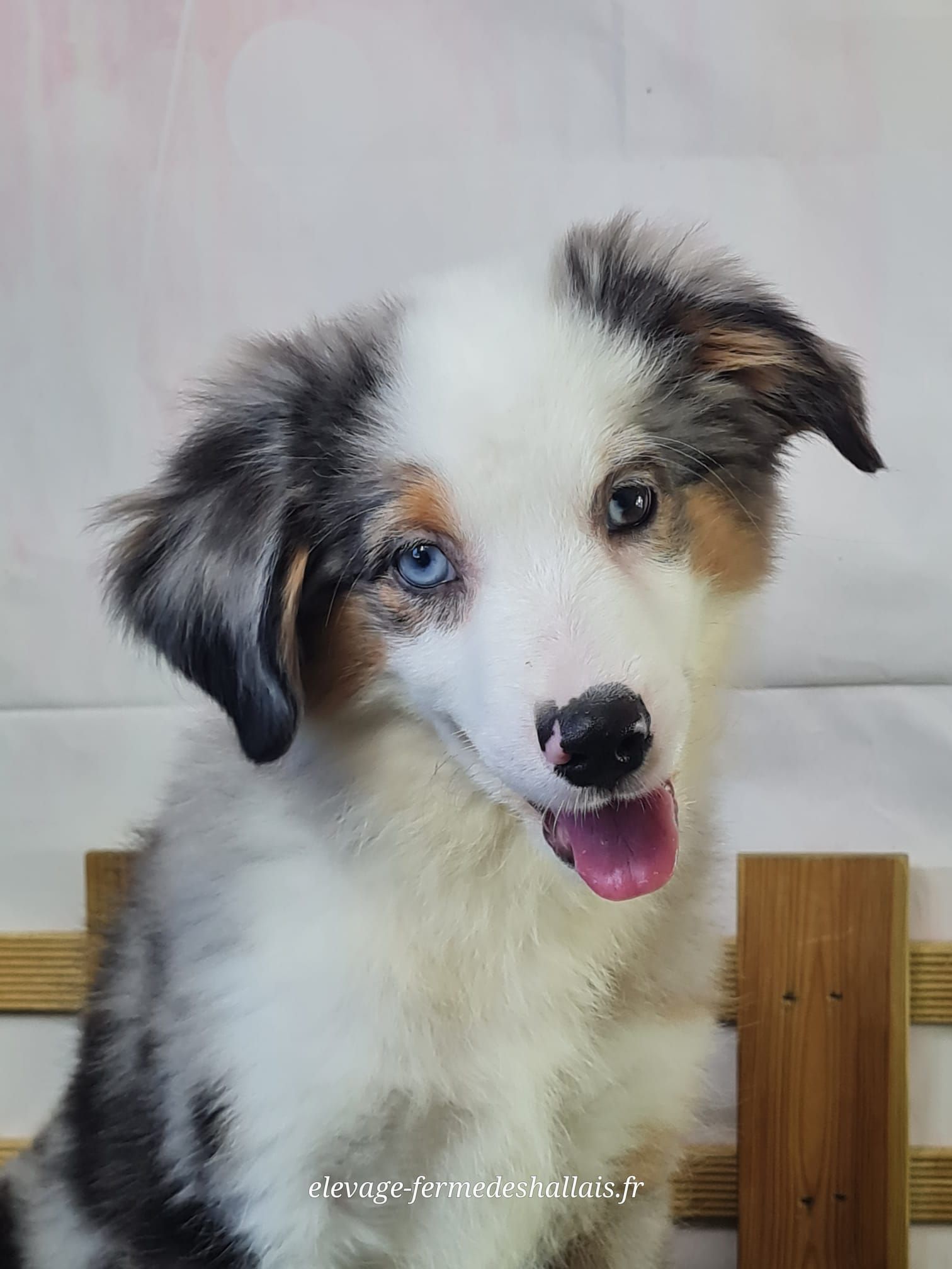 Chiot berger américain mâle