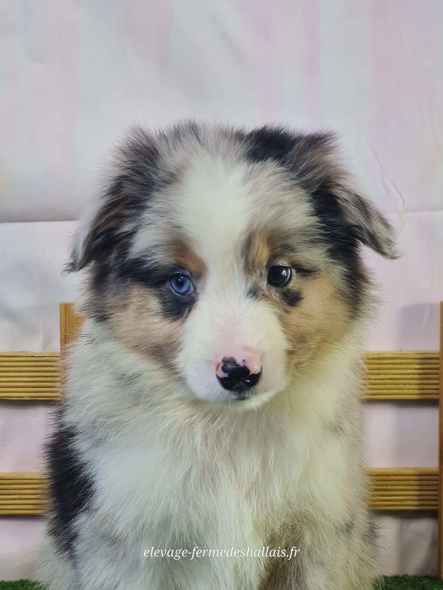 Chiot berger américain bleu merle mâle