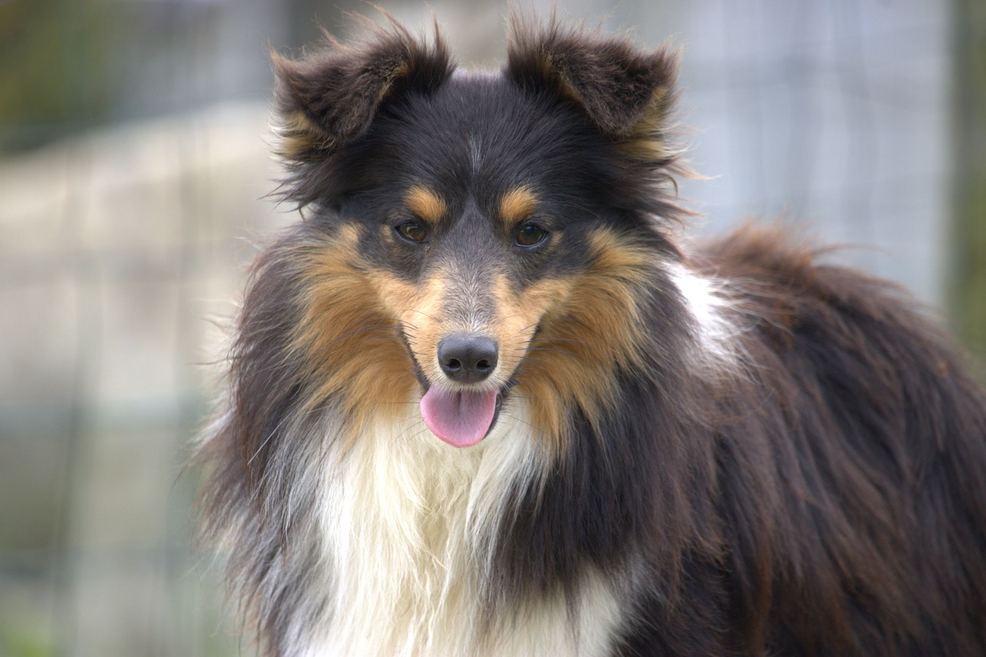 chiot Shetland tricolore couché