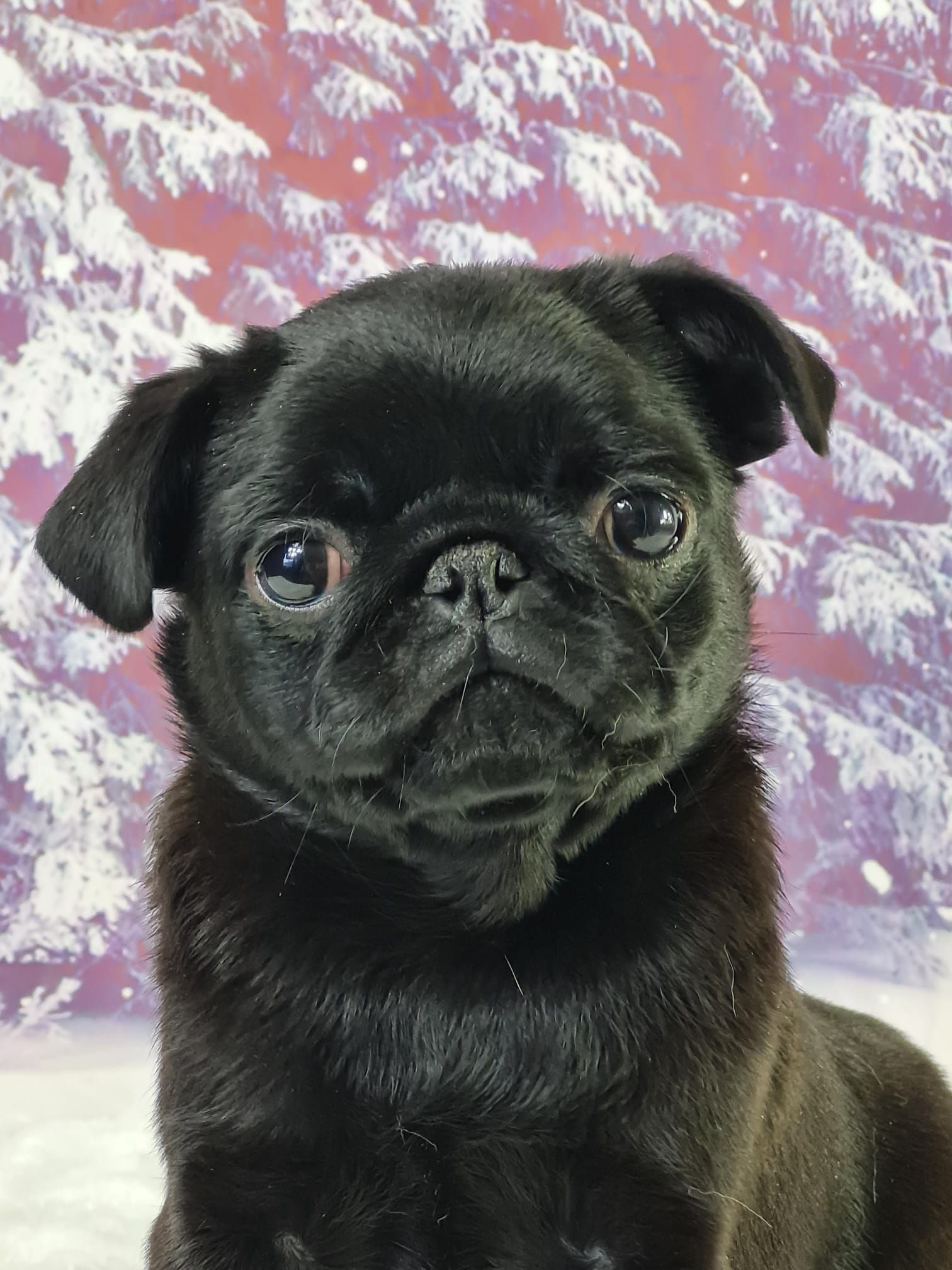 Chiot carlin mâle noir