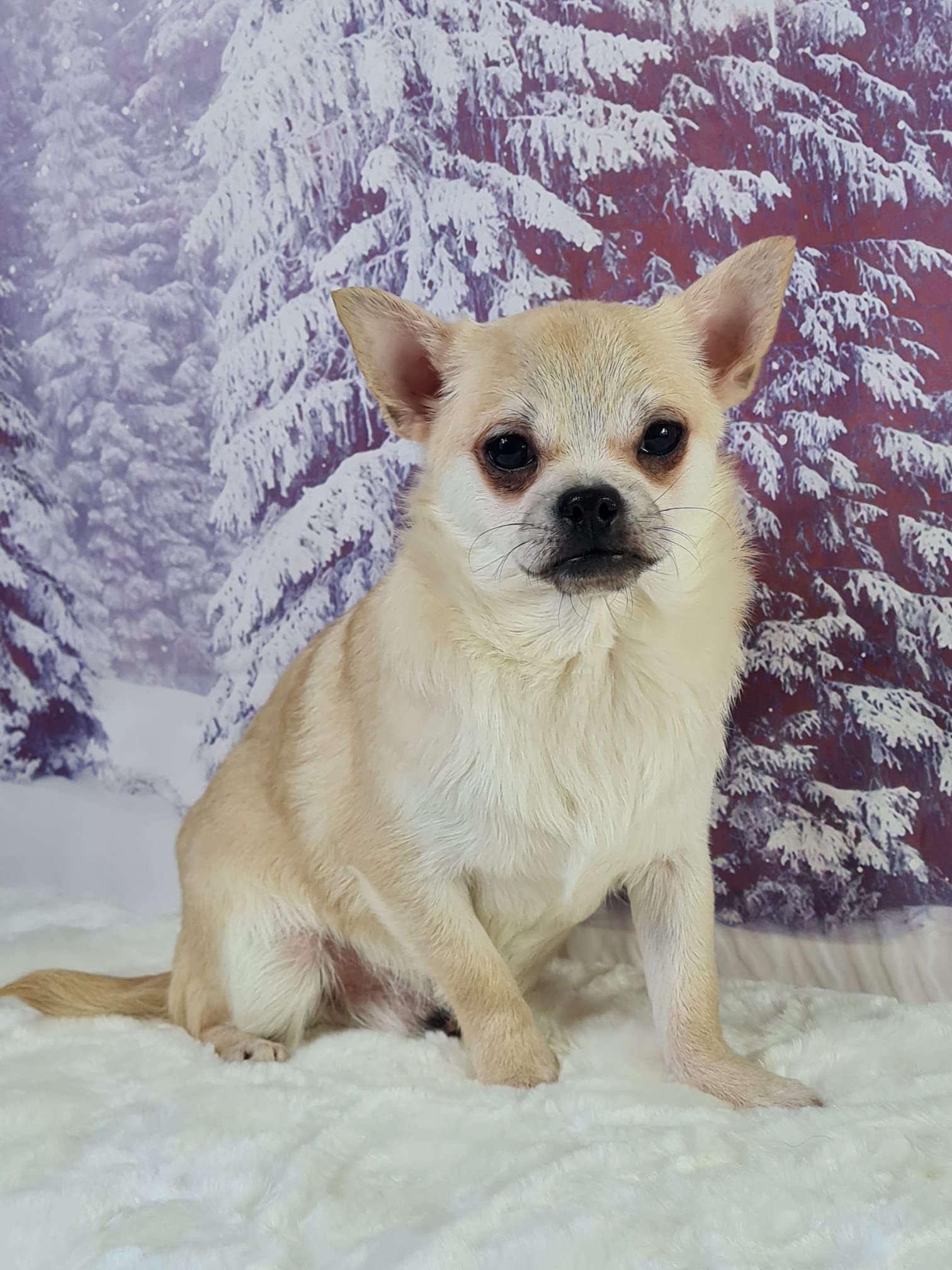 Portrait d'un jack russell