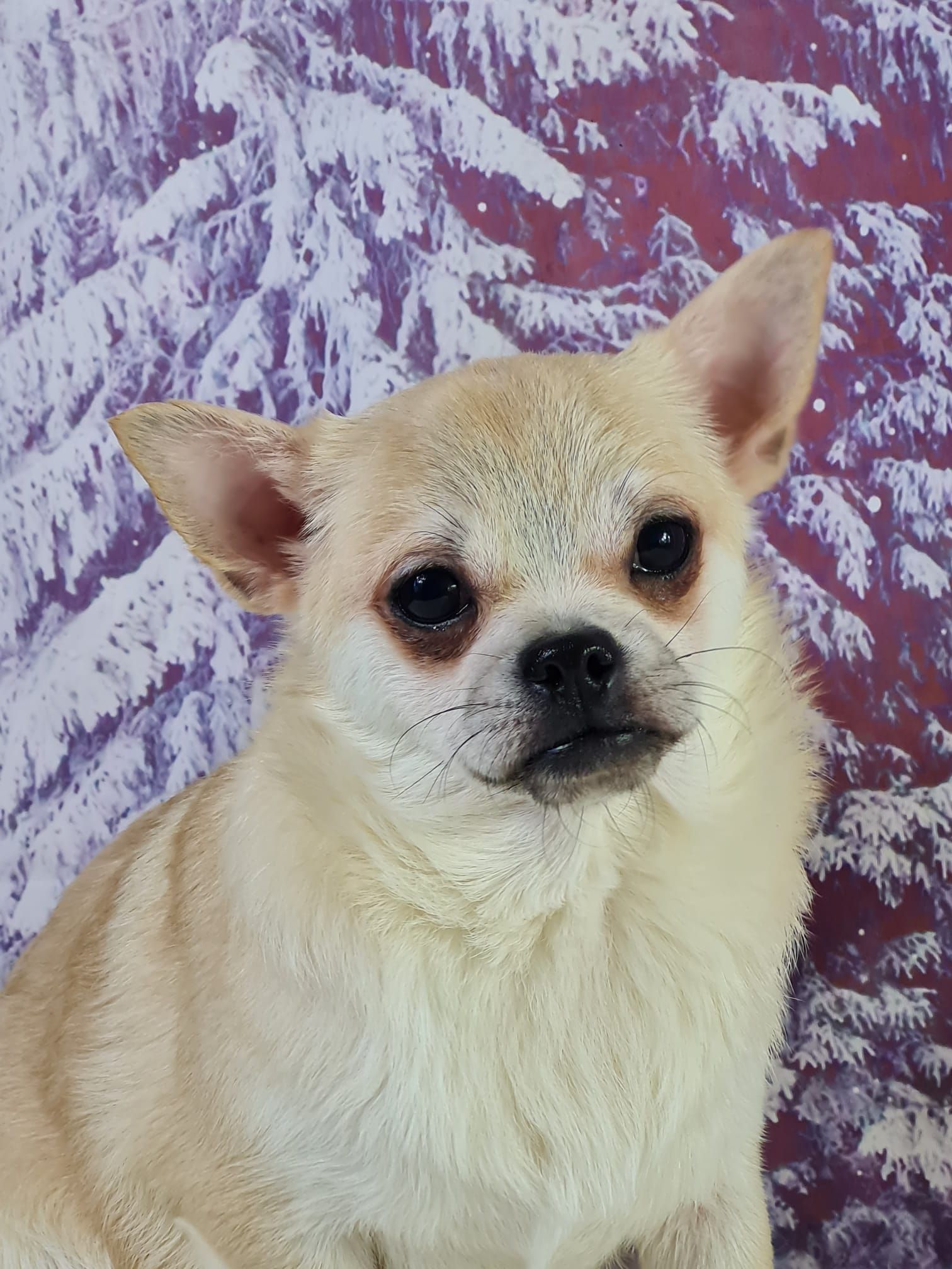 Chiot chihuahua mâle