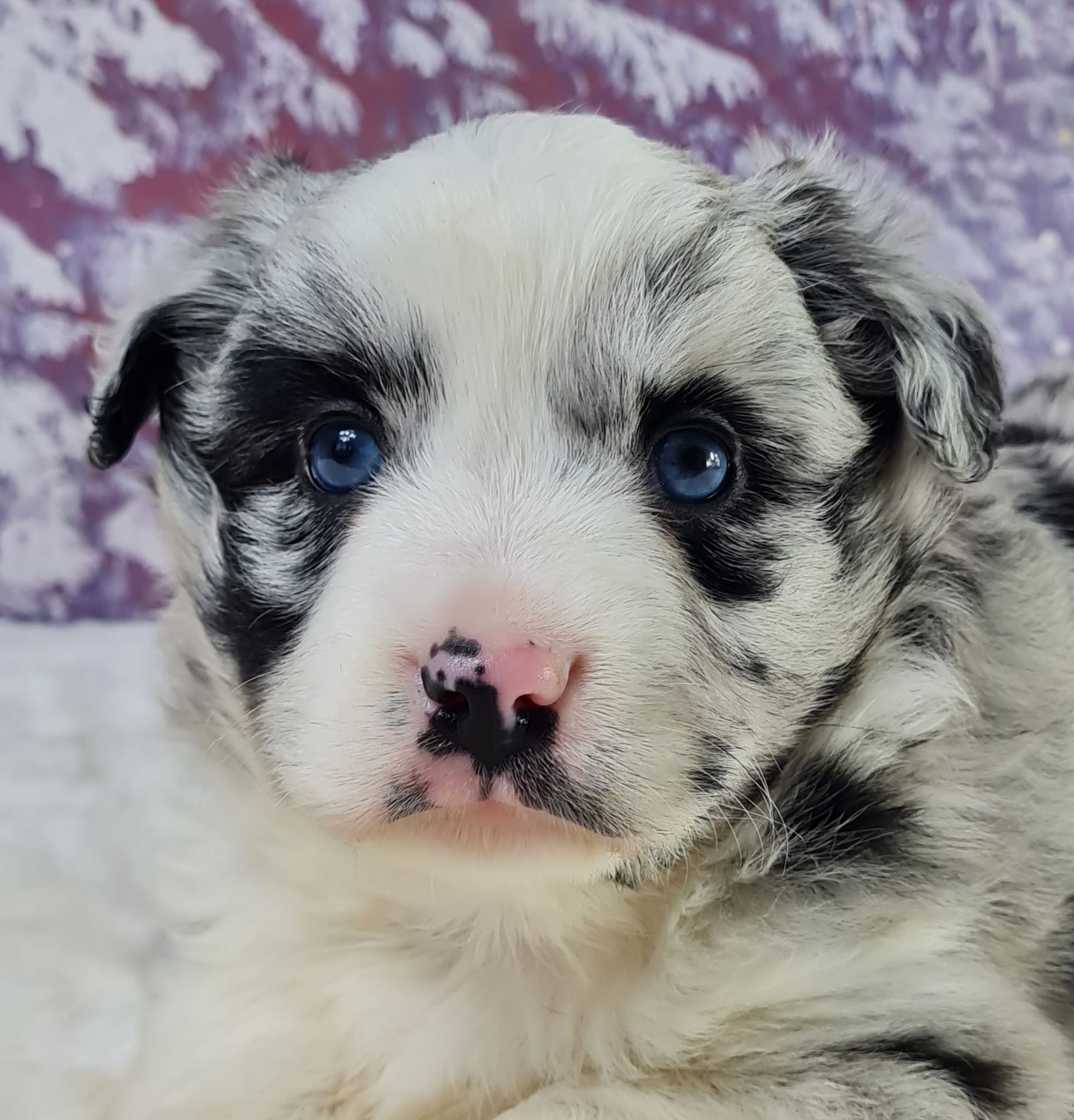 Chiot berger américain miniature mâle bleu merle